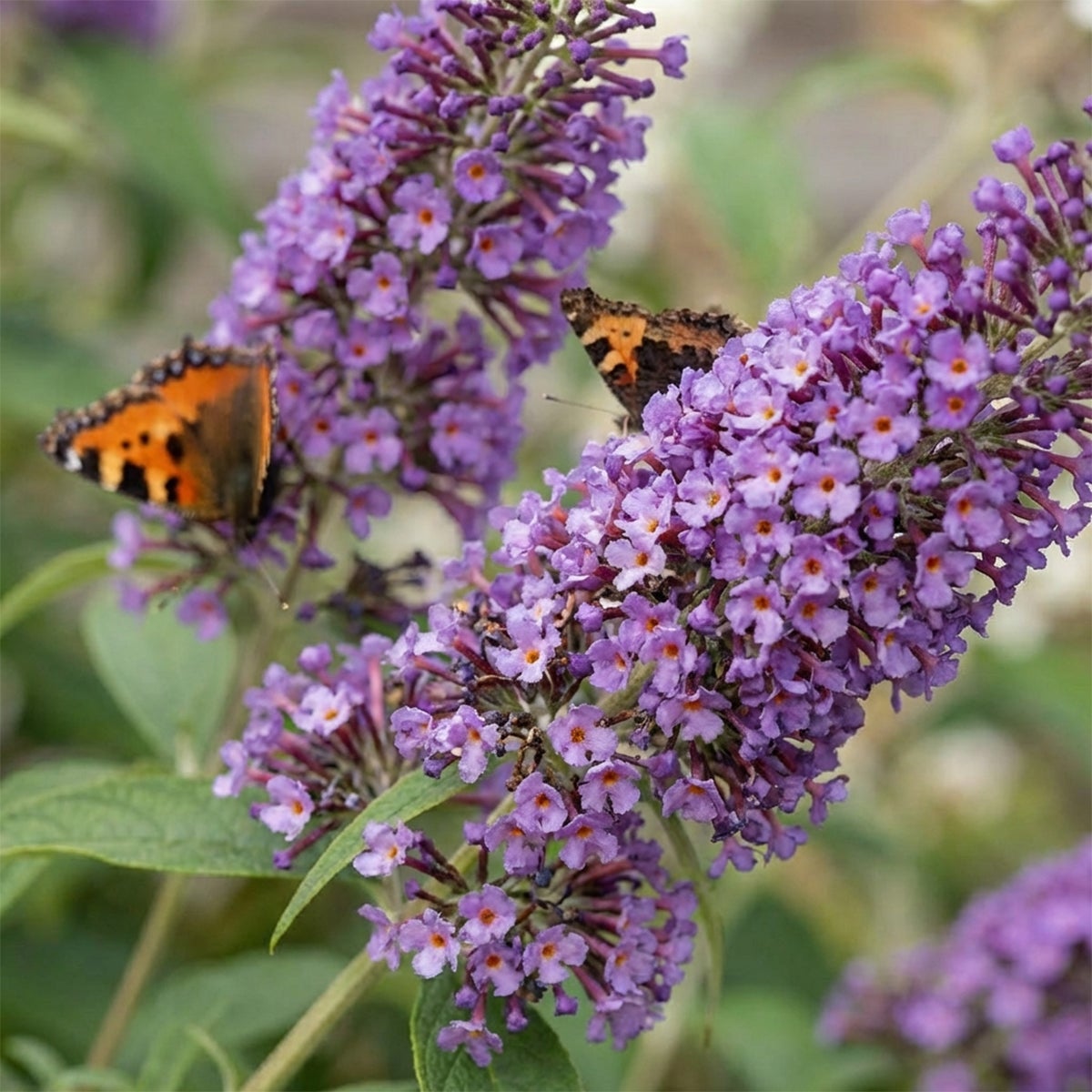 Buddleja Davidii Tricolor - Fleurs tricolores - Arbre aux papillons - H. 30-40 cm - P. 17 cm - 4