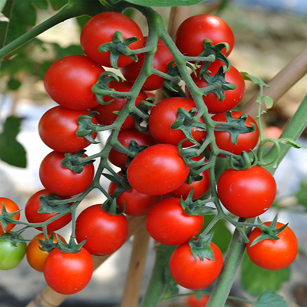 Tomate En Racimo 100 semillas de tomate, que crecen en racimos, con un sabor dulce y ...