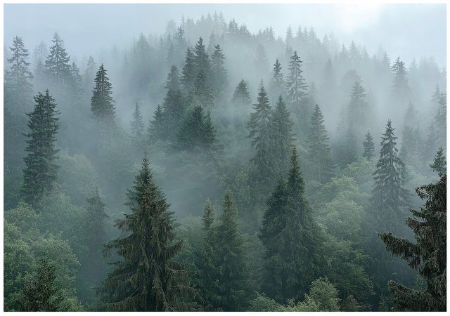 FOTOTAPETA LAS WE MGLE DRZEWA 3D NATURA NA ŚCIANĘ SYPIALNIA SALON 350x250