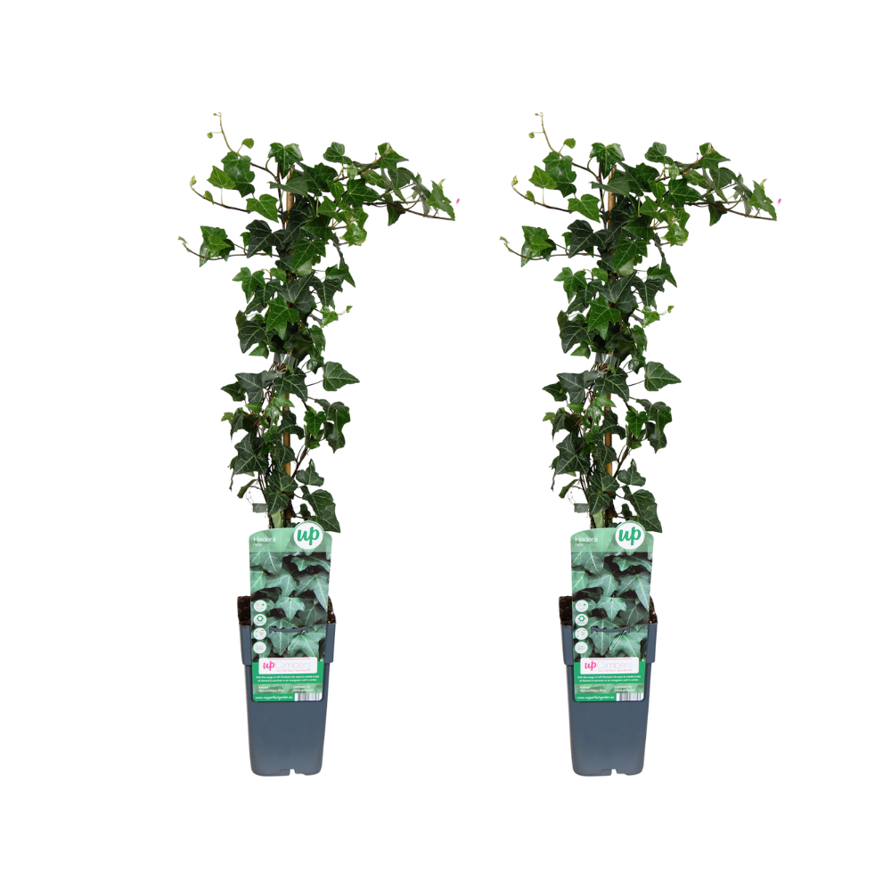 Bluszcz Pospolity Hedera Helix Ø15cm - Zestaw 2 Roślin Pnących Zielonych 65cm