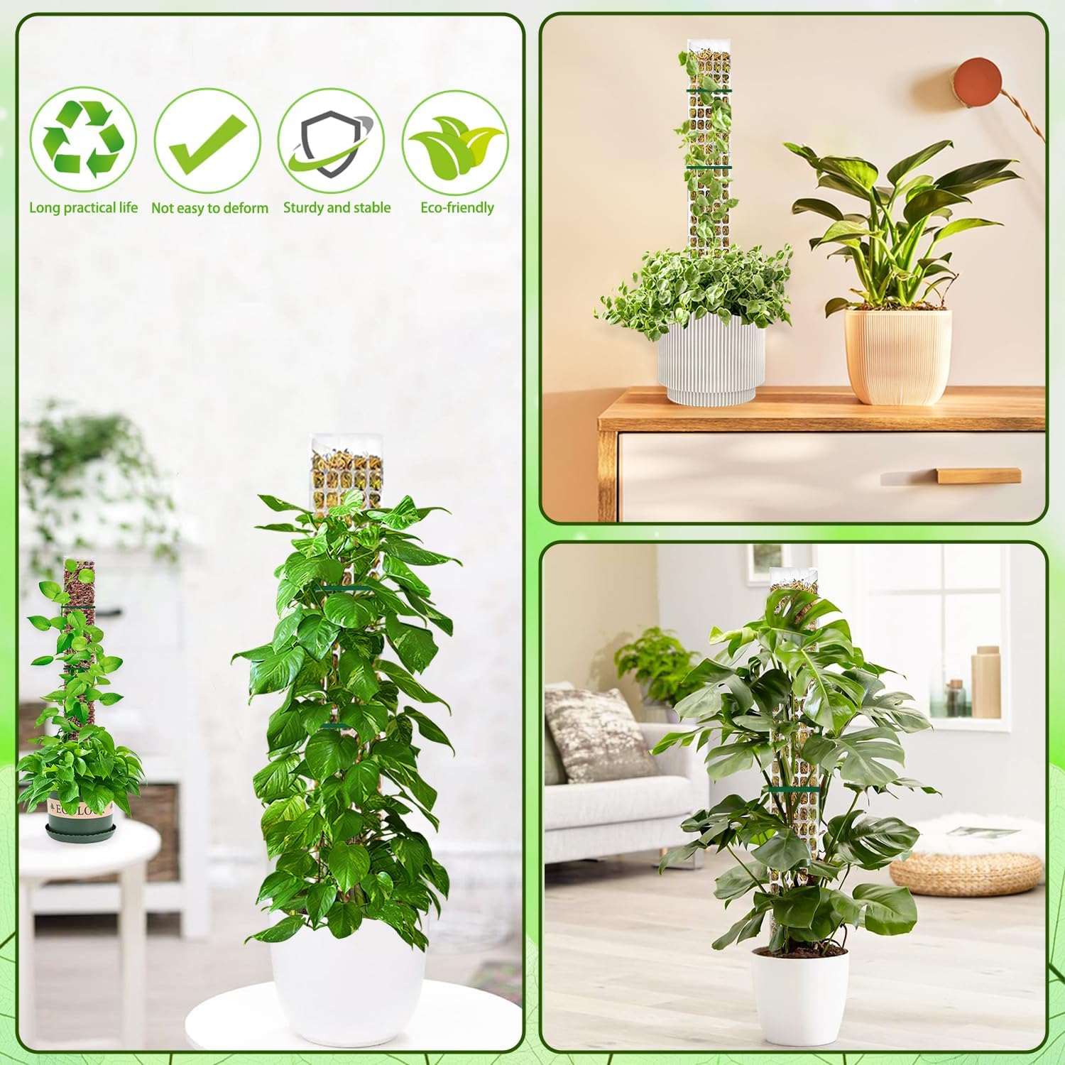 planting bee balm Bee Balm Plant Sets