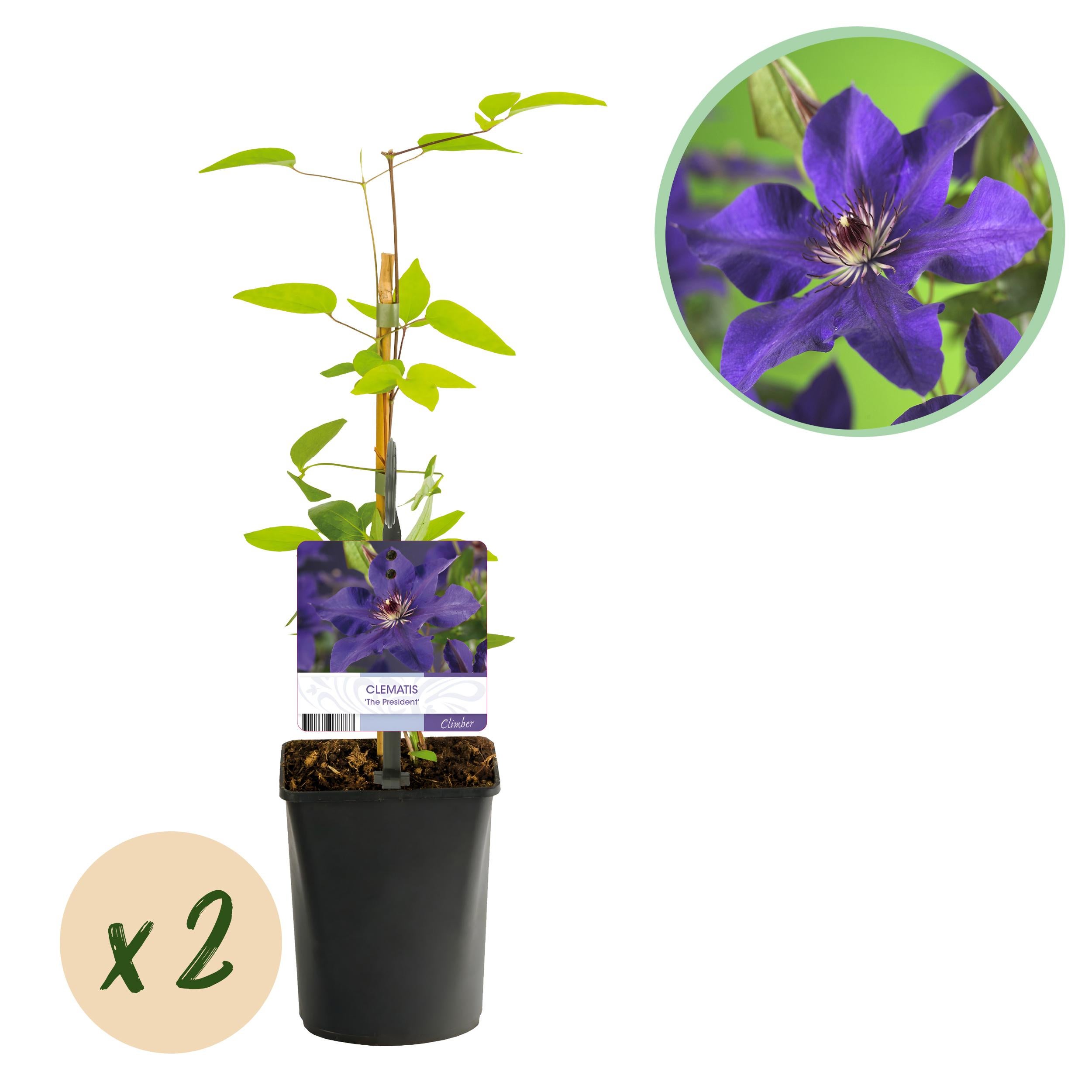 Green boutiQ Clematis The President różowo-fioletowa – Pnącze łatwe w pielęgnacji – 2 rośliny – Doniczka 11 cm – 40 cm
