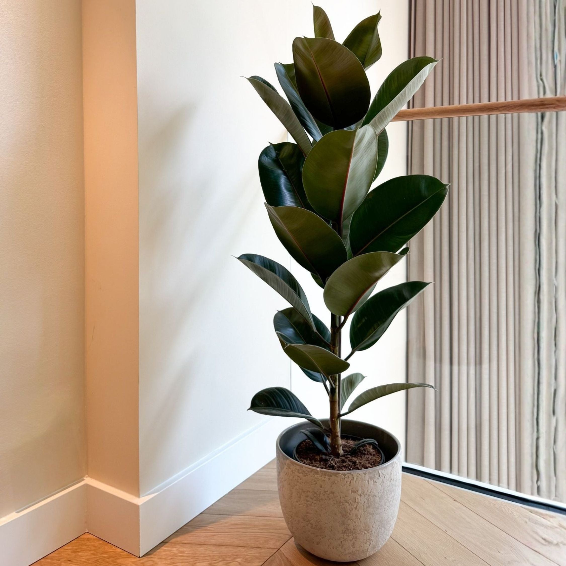 Caoutchouc - Ficus Elastica 'Robusta' - Hauteur 75-100cm - ⌀24cm - 7