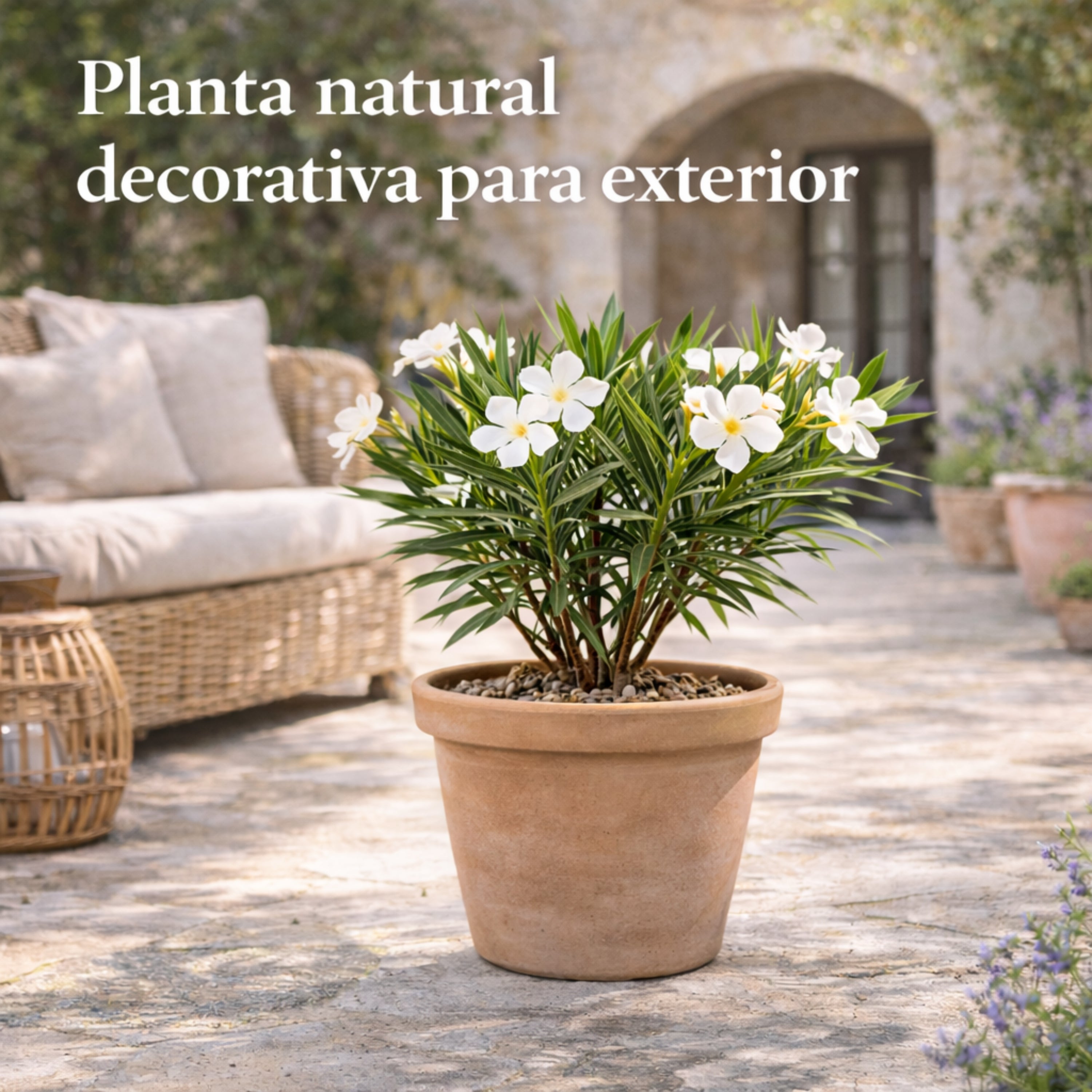 Adelfa Nerium Oleander Planta Natural en Maceta Flor Blanca, Arbusto Ornamental Exterior Resistente al Sol, Planta Viva Fácil Cuidado. Adelfa Blanco - 2