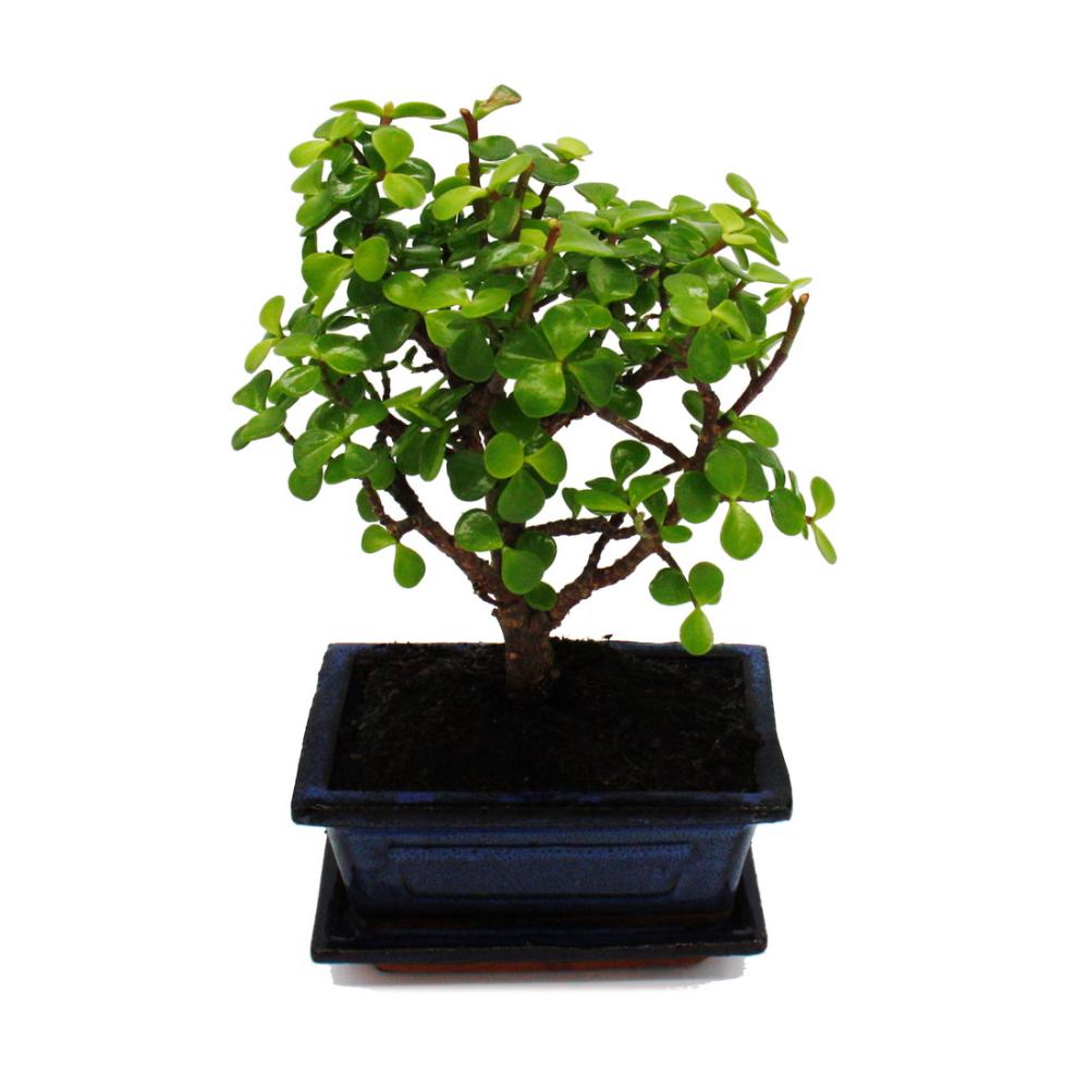 Bonsaï - Portulacaria afra - Arbre de jade - Arbre à éléphant d'Afrique - environ 4-5 ans - forme sphérique - 3