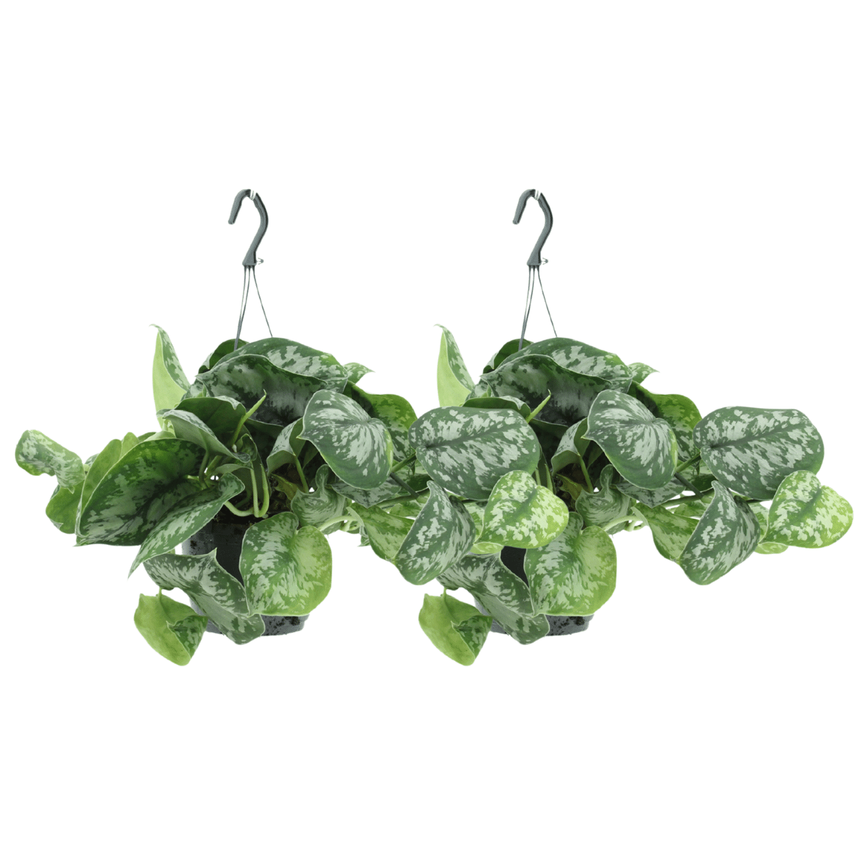 2x Scindapsus Pictus Trebie - Epipremnum 15 cm - 25 cm - Roślina pnąca do wnętrz