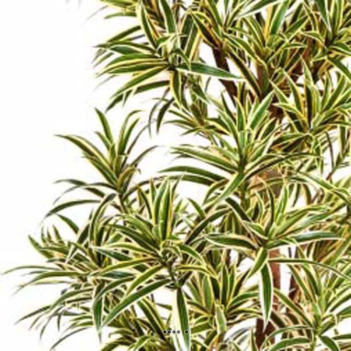 Dracaena reflexa artificiel Panache H 150 cm 1269 feuilles en pot - 3