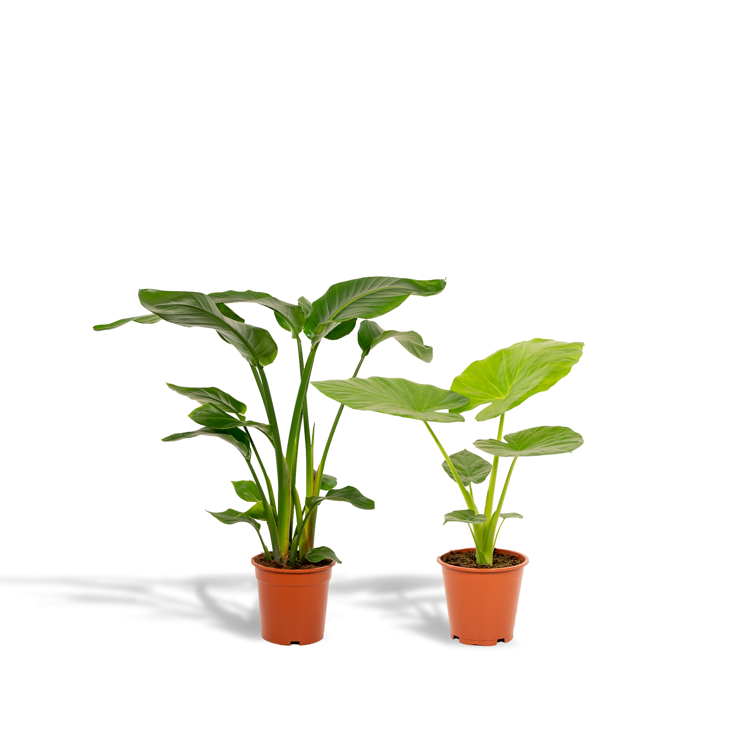 Strelitzia Nicolai + Alocasia Macrorrhiza – Zestaw roślin tropikalnych