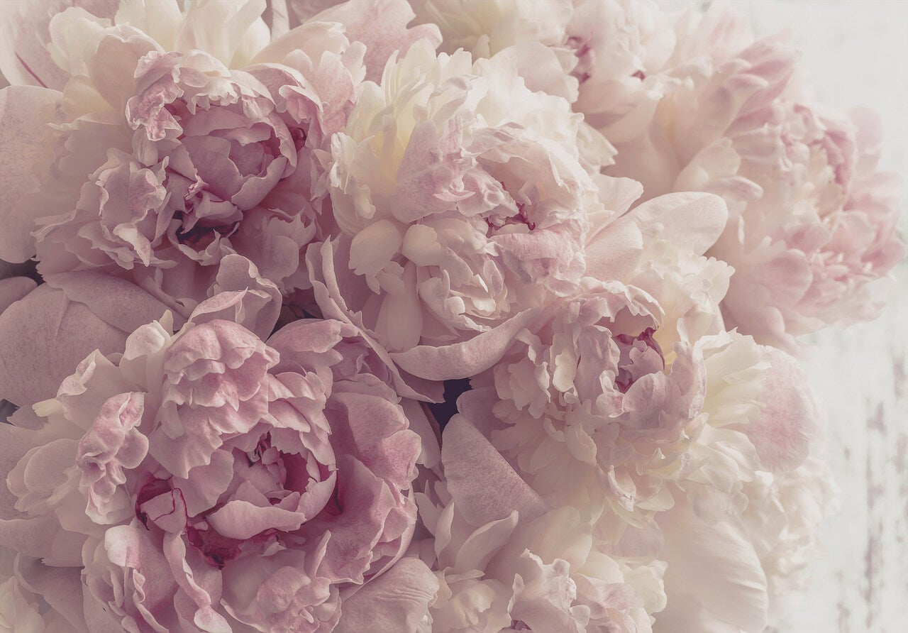 Papel pintado vinílico fotografia flores peonías romatique 368x254 cm - incluye cola - moderno salon dormitorio