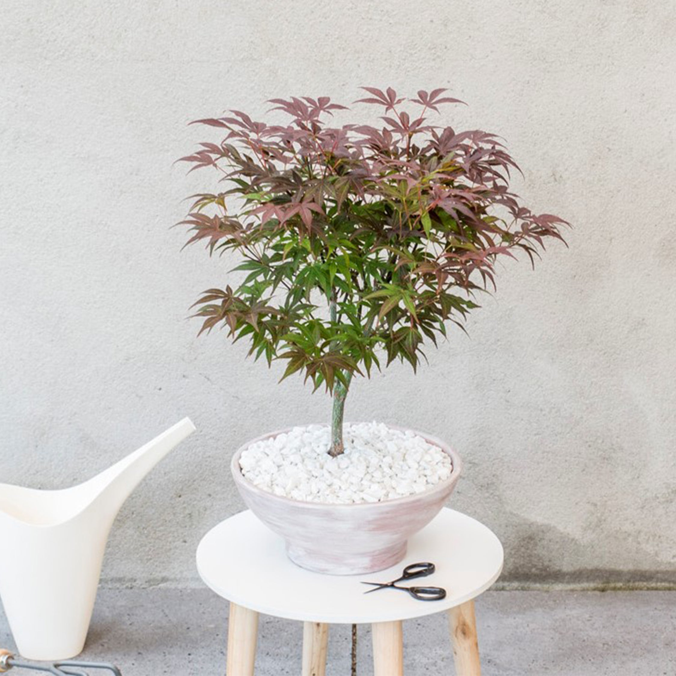 Érable du Japon - Acer palmatum 'Atropurpureum' - Hauteur 60-70cm - ⌀19cm - 3