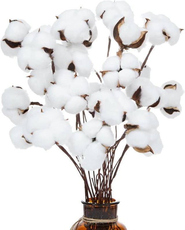 Tiges de coton séchées naturelles, bouquet décor ferme, arrangement floral DIY déco maison fête, lot de 20.