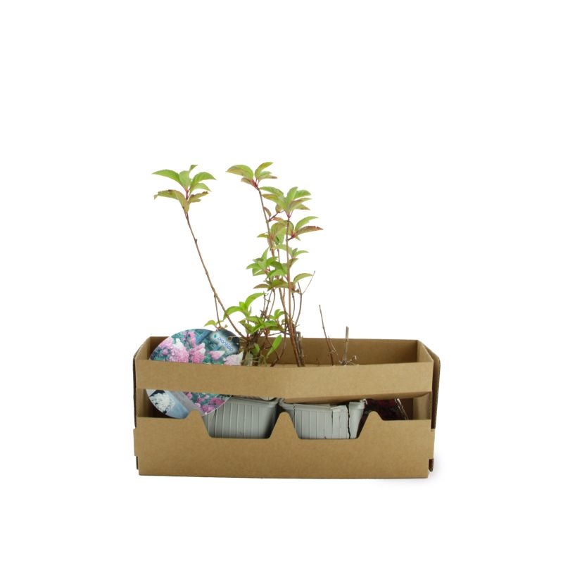 Hortensia Paniculé Fraise Melba® 'Renba' (Hydrangea Paniculata) - Godet - Taille 13/25cm - Pépinières Naudet - 4