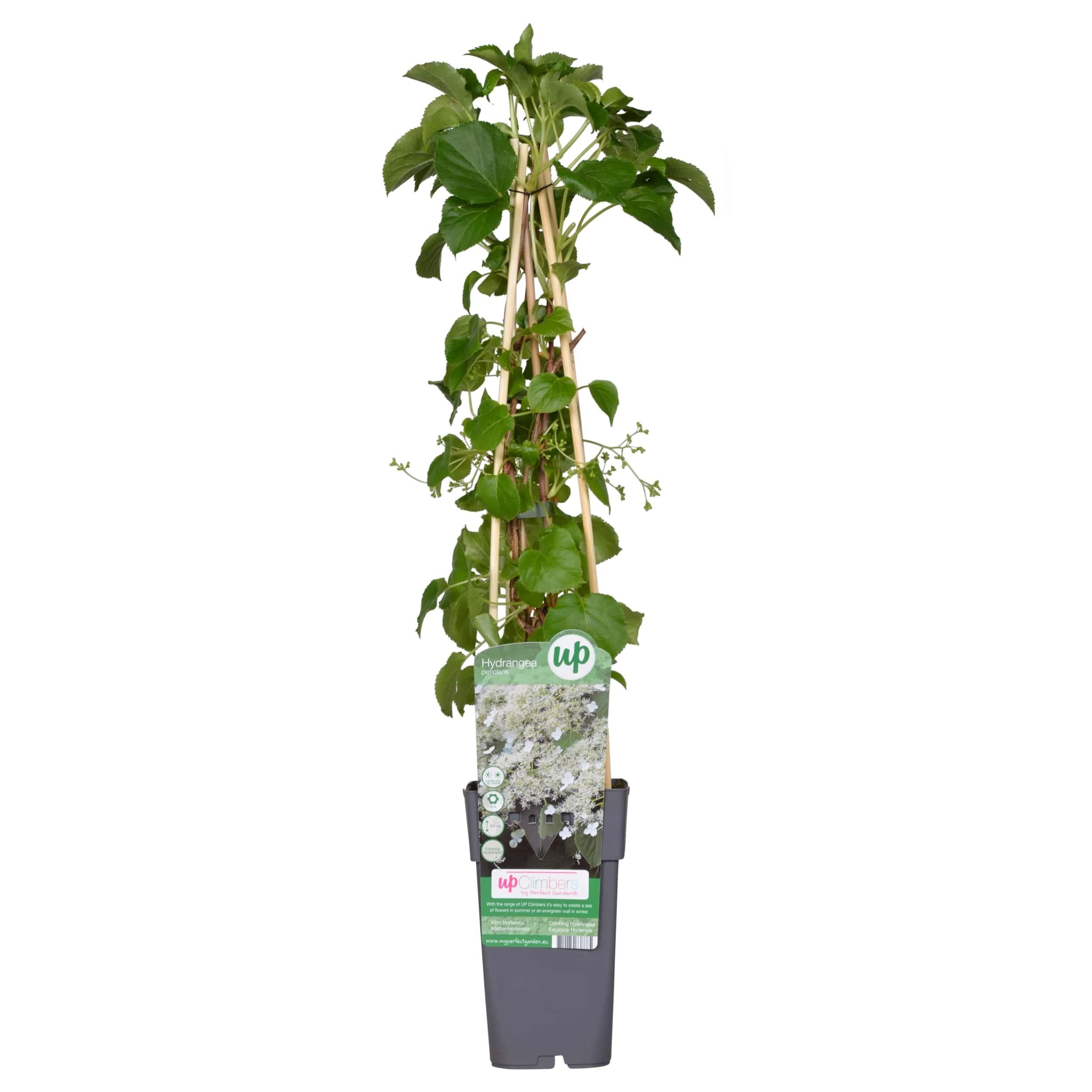 Hydrangea petiolaris Hortensja pnąca biała kwitnąca Doniczka Ø15cm Wysokość 65cm