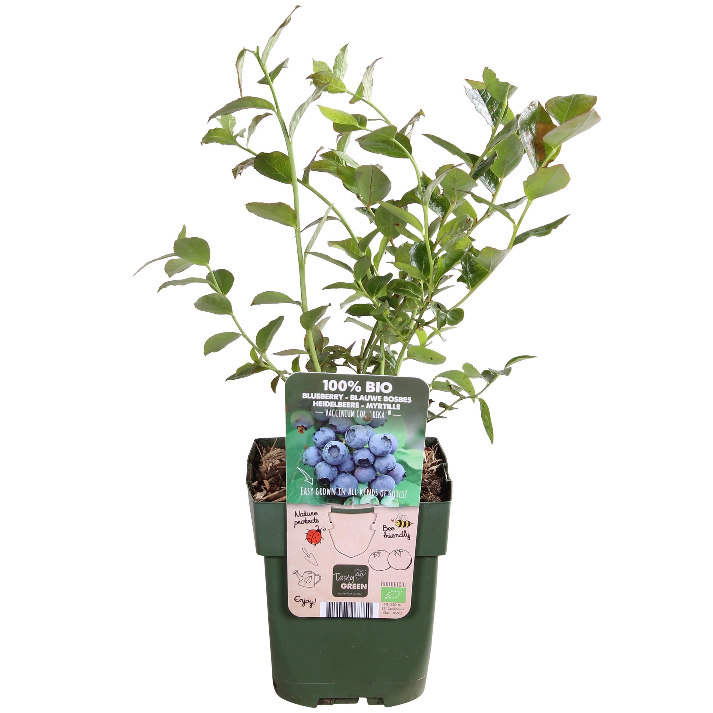 Vaccinium corymbosum 'Reka' - Borówka amerykańska bio smaczna - 13cm - 45cm
