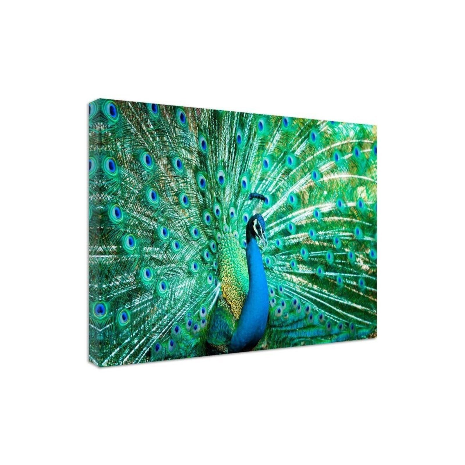 Tableau portrait d'un paon - 50 x 70 cm - 2