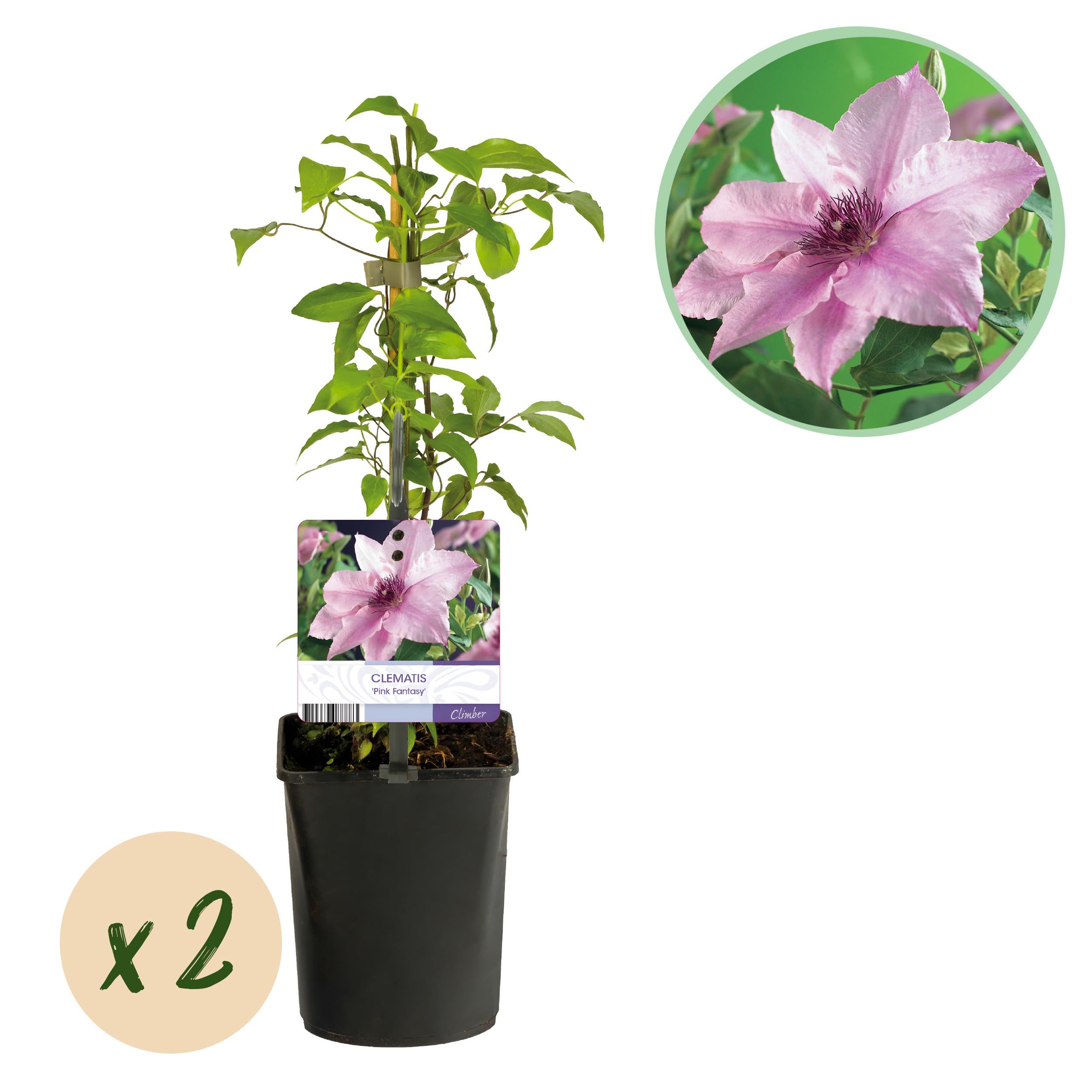 Green boutiQ Clematis Pink Fantasy różowa – Pnącze łatwe w pielęgnacji – 2 rośliny – Doniczka 11 cm – 40 cm
