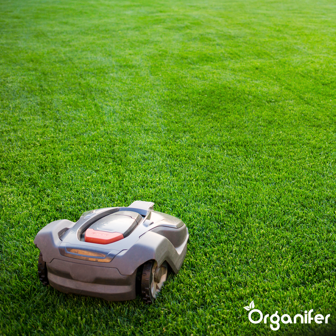 Gazon Résistant à la Sécheresse - Arida (10 kg pour 500 m²) - Organifer - 7