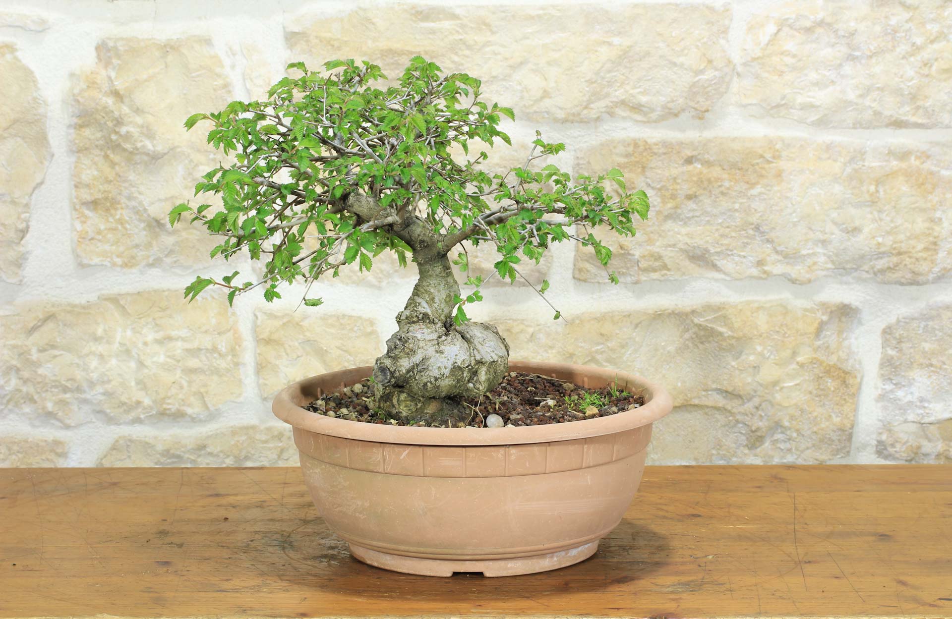 ficus bonsai dngen Bonsaidnger - Mineralischer NPK Flssigdnger mit Stickstoff