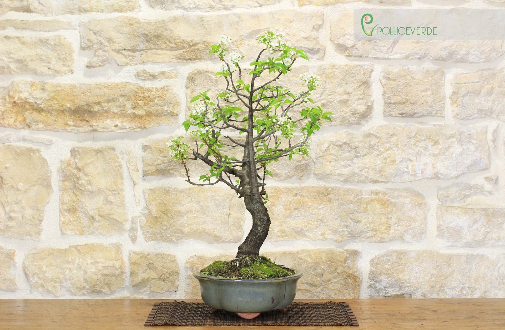 Bonsai di Ciliegio Selvatico (149) | Leroy Merlin