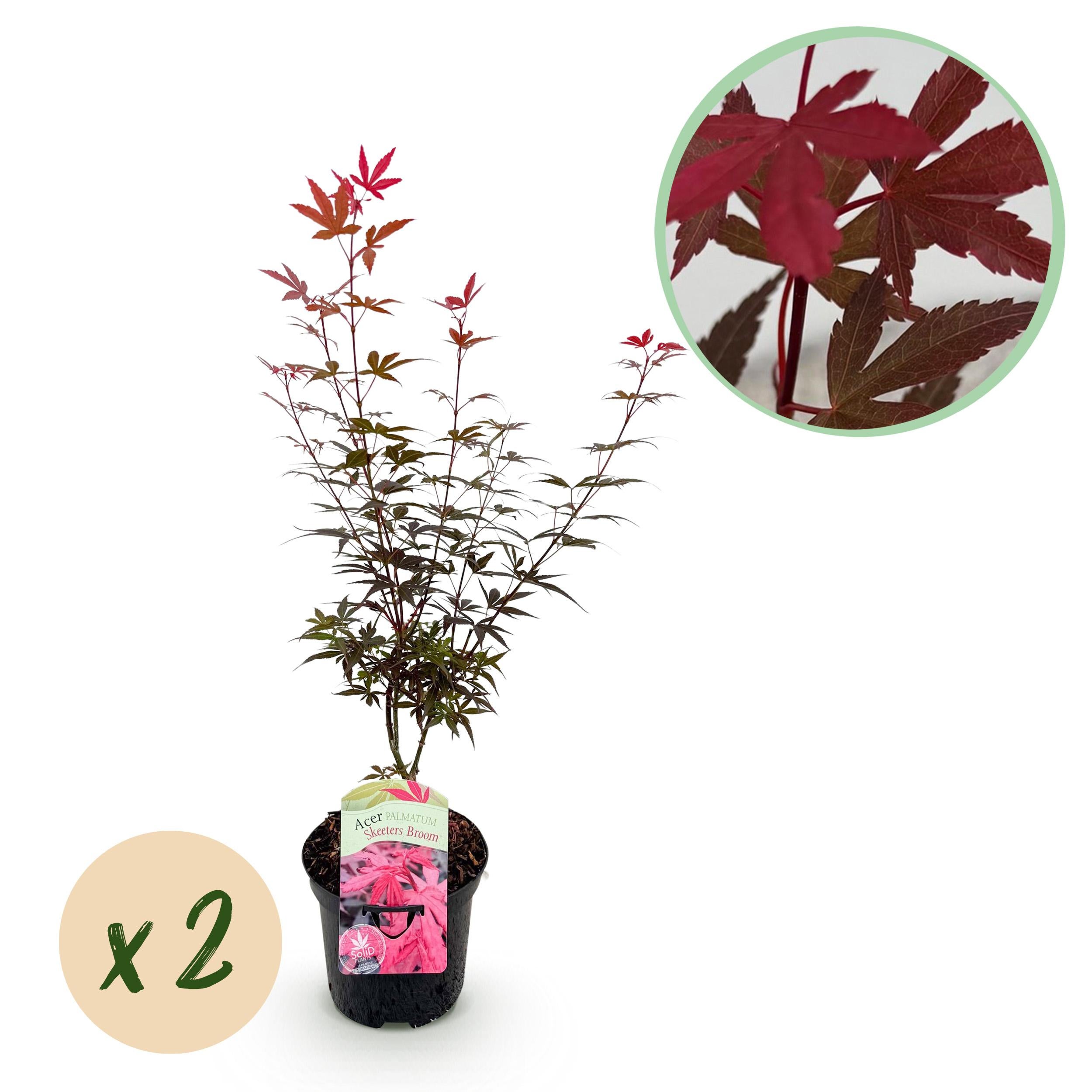 Green boutiQ Klon Japoński Acer palmatum Skeeters Broom – 2 rośliny – Doniczka 19 cm – Wysokość 70 cm