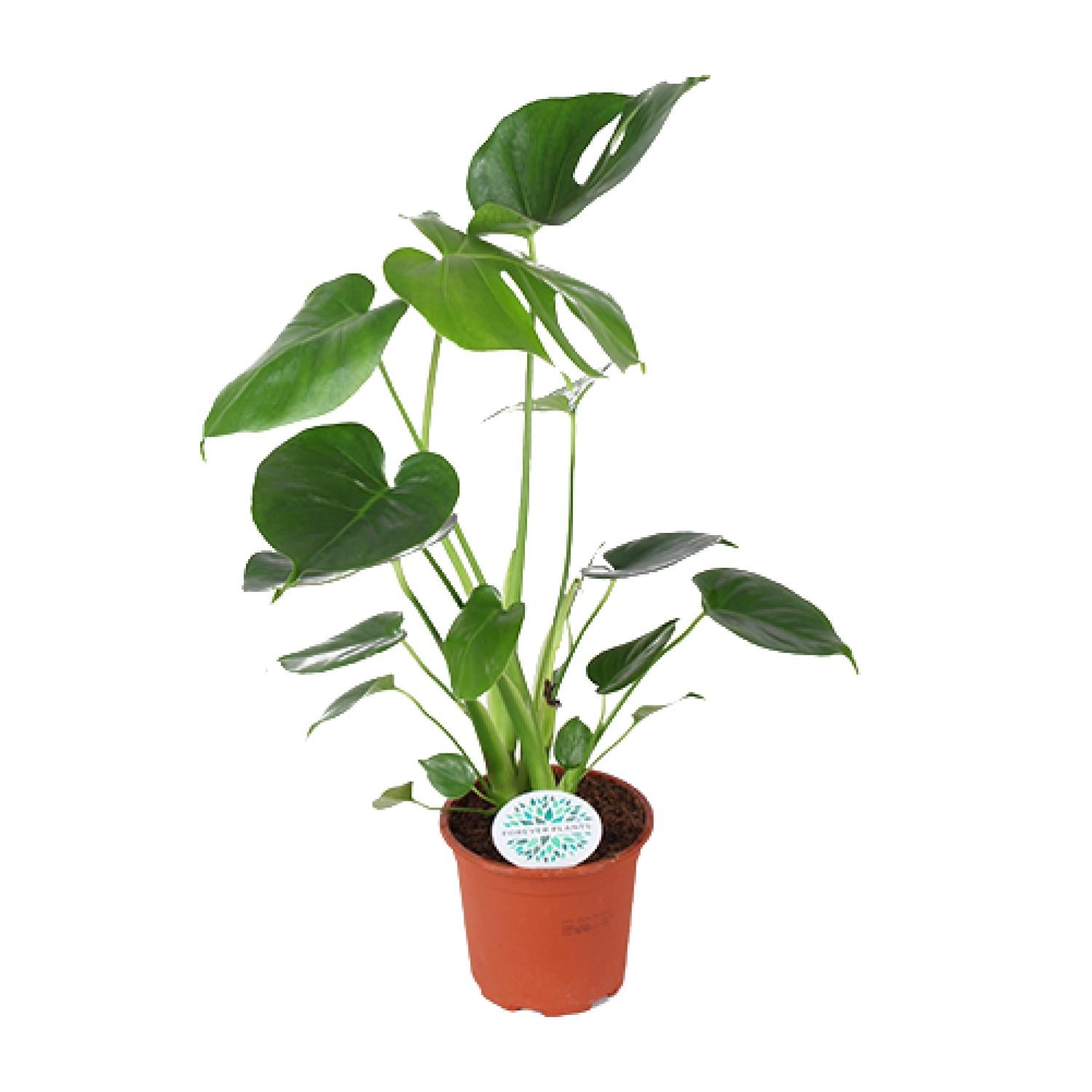 Monstera Deliciosa 14 cm - Roślina doniczkowa 45 cm - Liście tropikalne łatwa pielęgnacja