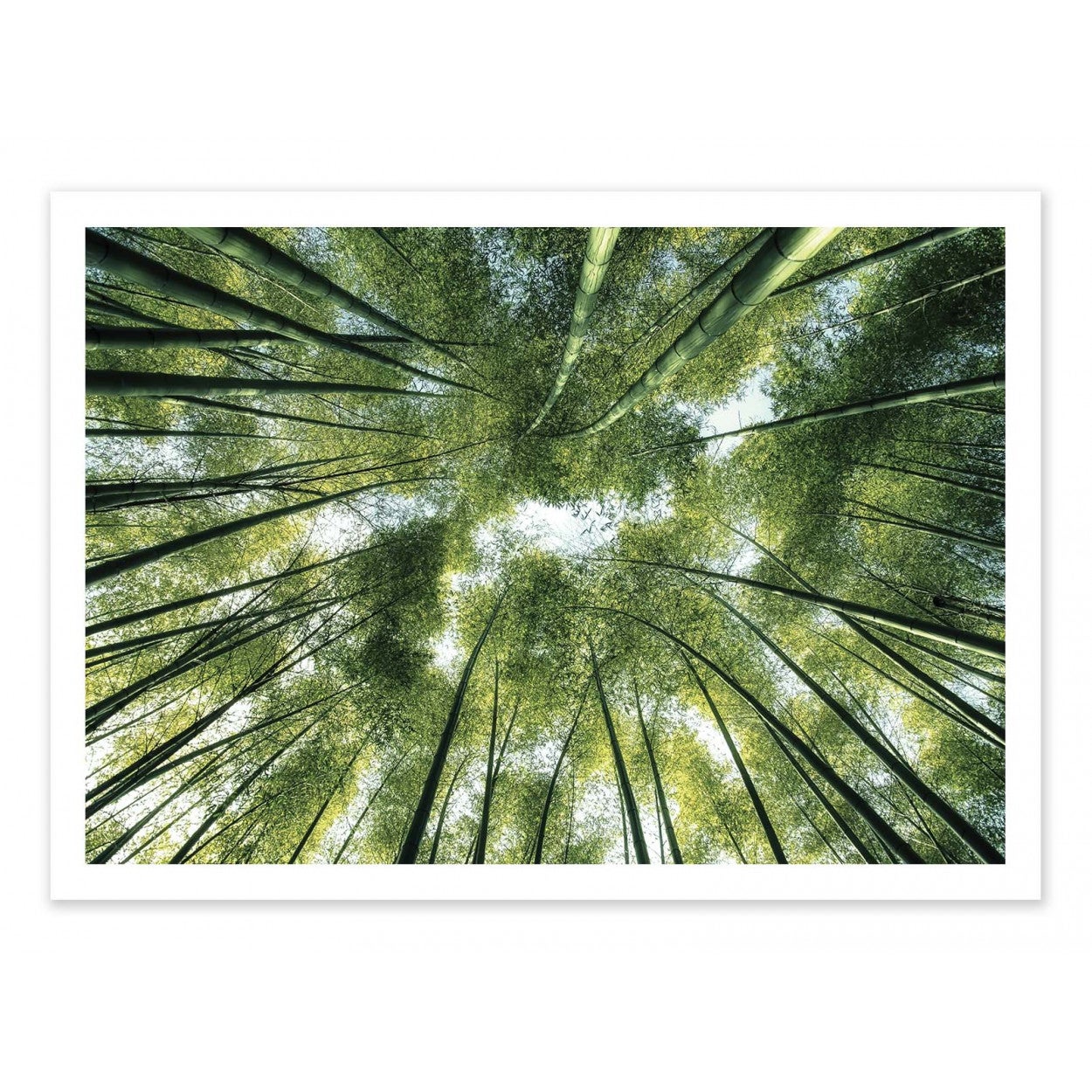 Art-poster - bamboo jungle - manjik pictures - 50 x 70 cm