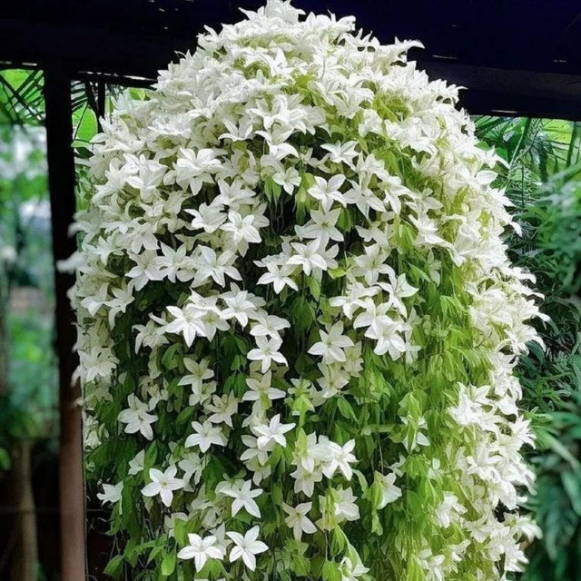200 graines de jasmin pleureur, graines de fleurs de jasmin, plante grimpante, convient aux jardins familiaux.
