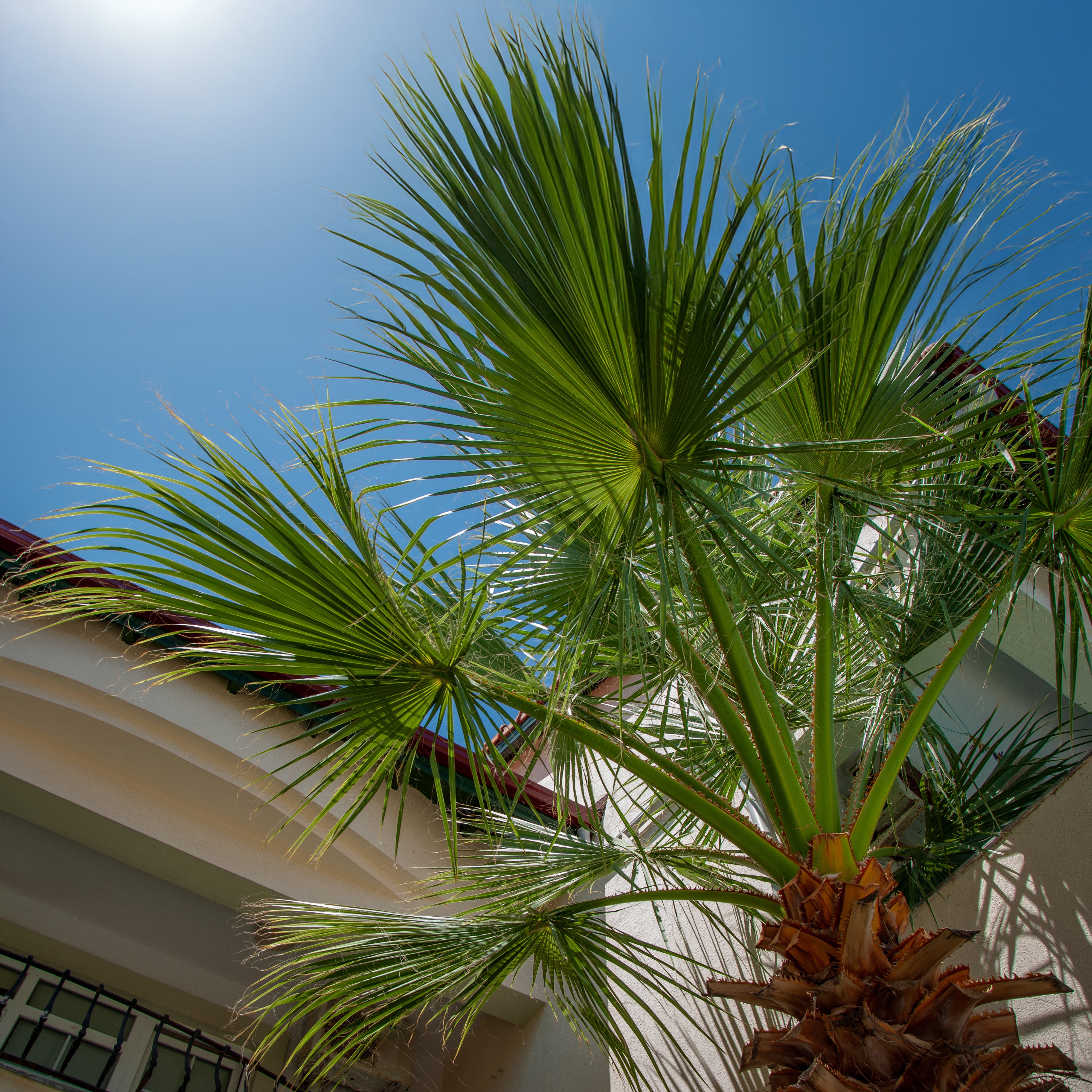Trachycarpus Fortunei - Palmier éventail chinois - Palmier rustique - 120-150 cm de haut - Pot 30 cm - 2