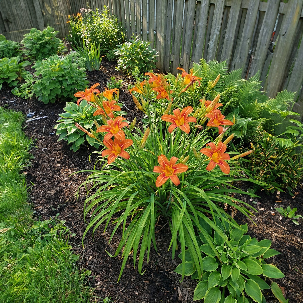 Lot de 6 - Hemerocallis Sammy Russell - Hémérocalle - Floraison abondante - H. 10-20 cm - P. 9 cm - 3