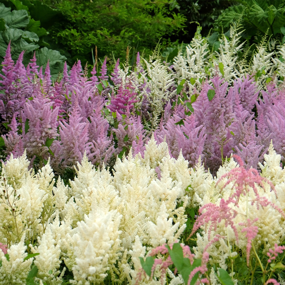 Lot de 6 - Astilbe Astary White - Fausse spirée - Plante de Jardin - H. 10-20 cm - P. 9 cm - 5