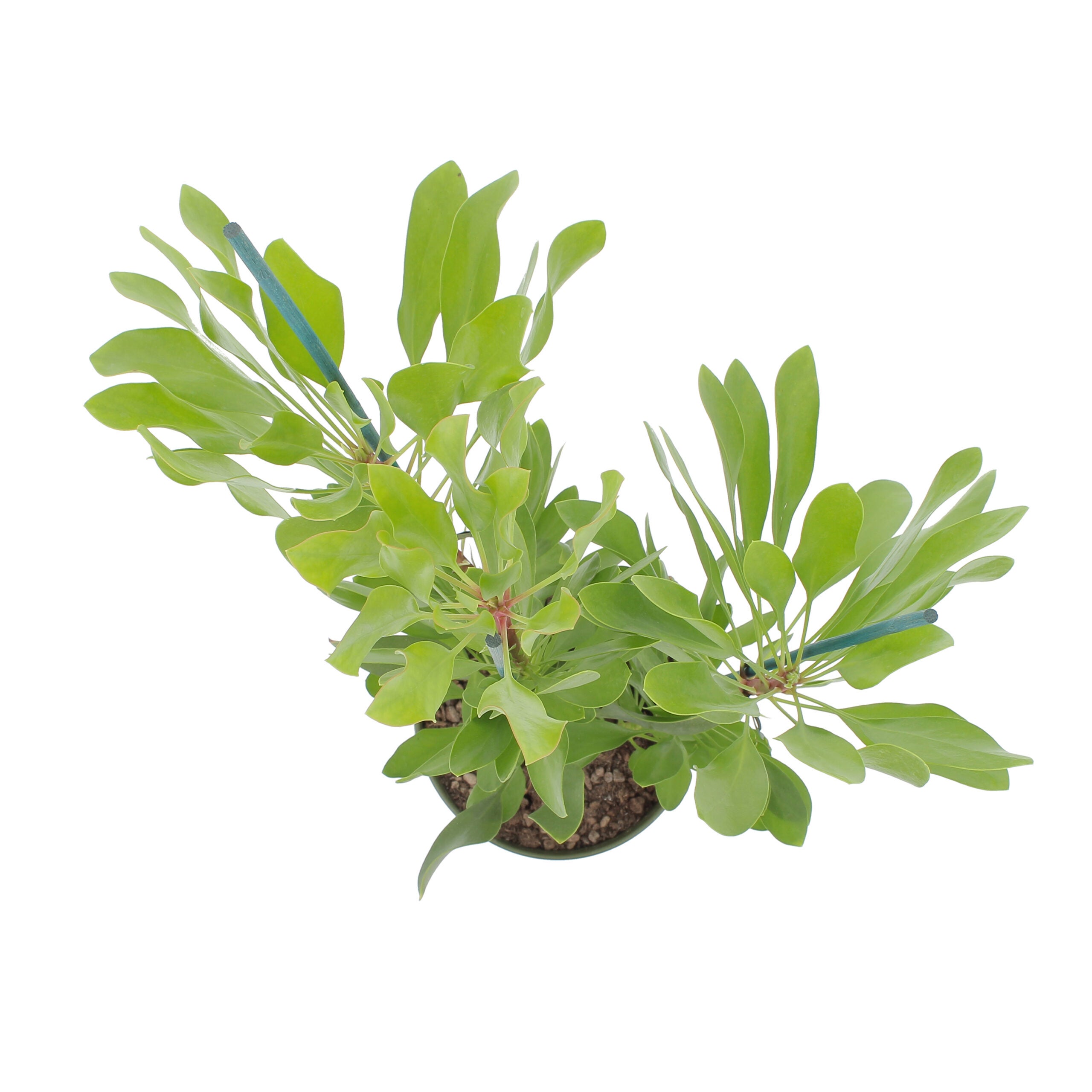 KENTIS - Protea 'White King' - Protea Plante Fleurie - Véritable Plante de Jardin Rustique d'Extérieur - H 50-60 cm Pot Ø 17 cm - 3