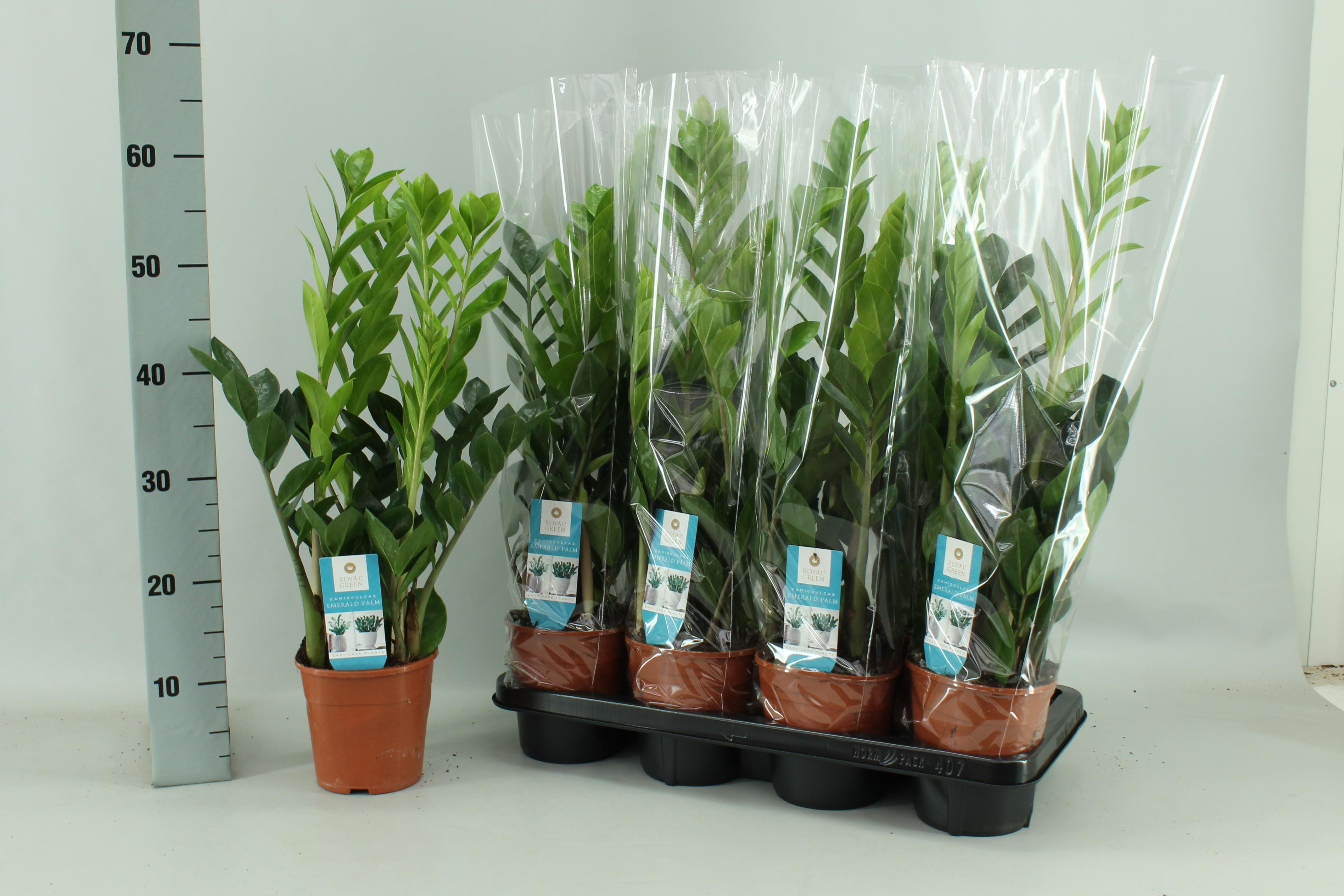Zamioculcas - Roślina ZZ do wnętrz - Doniczka Ø14cm - H65cm