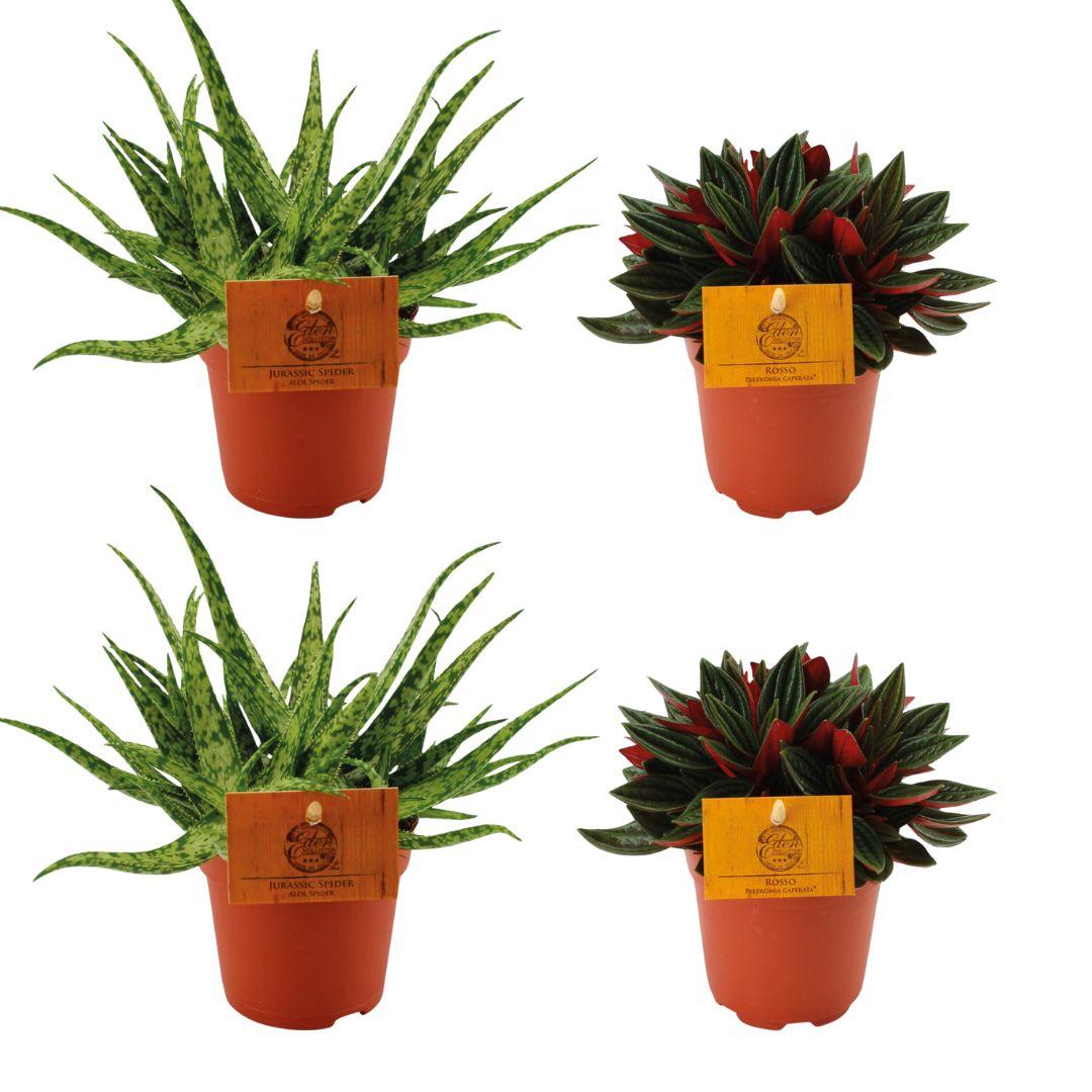 Zestaw 4 roślin doniczkowych – 2x Aloe Spider + 2x Peperomia Rosso – Doniczki Ø10,5cm – Wysokość 10cm