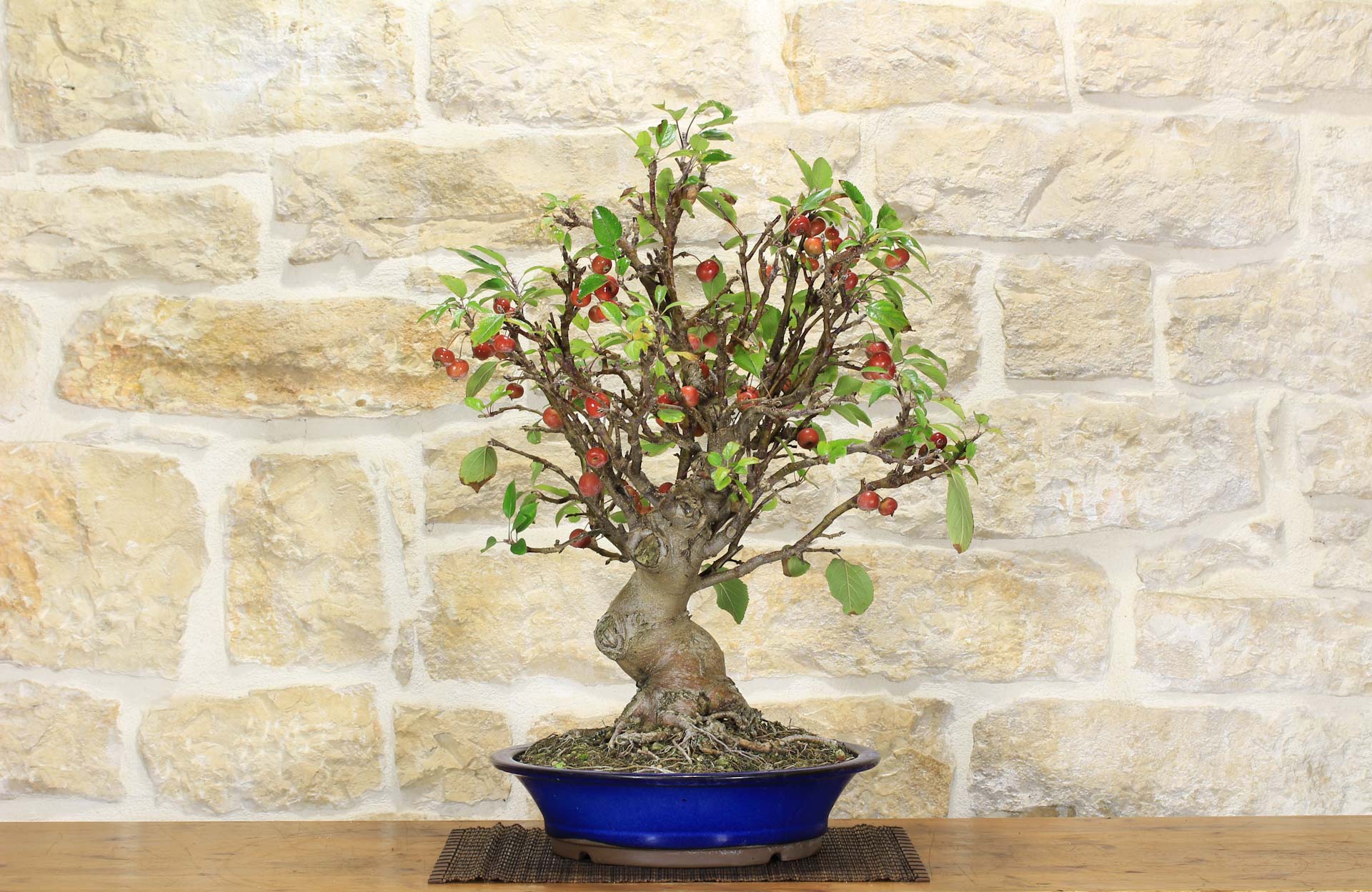 sweetgum bonsai Bonsai Tree Kit main image 1