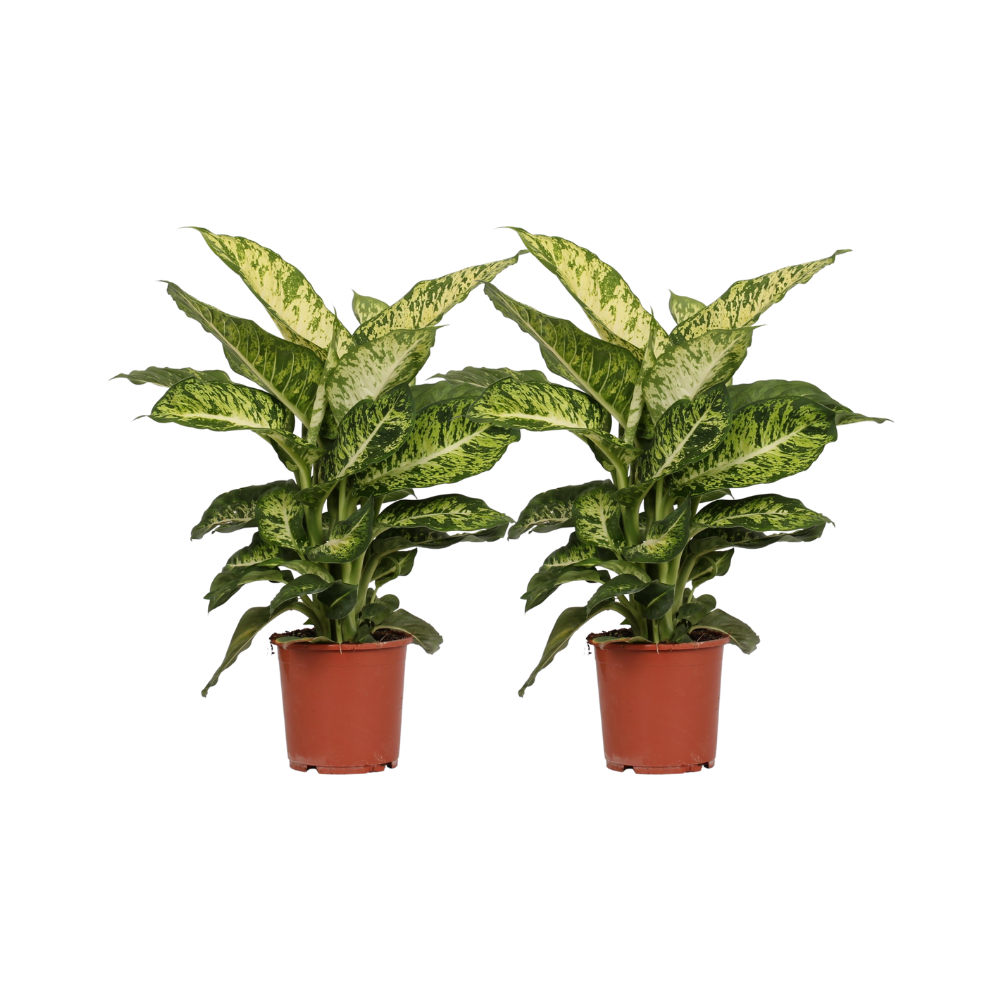 Dieffenbachia Mars - Zestaw 2 roślin doniczkowych - Ø17cm - Wysokość 50cm - Liście zielono-białe