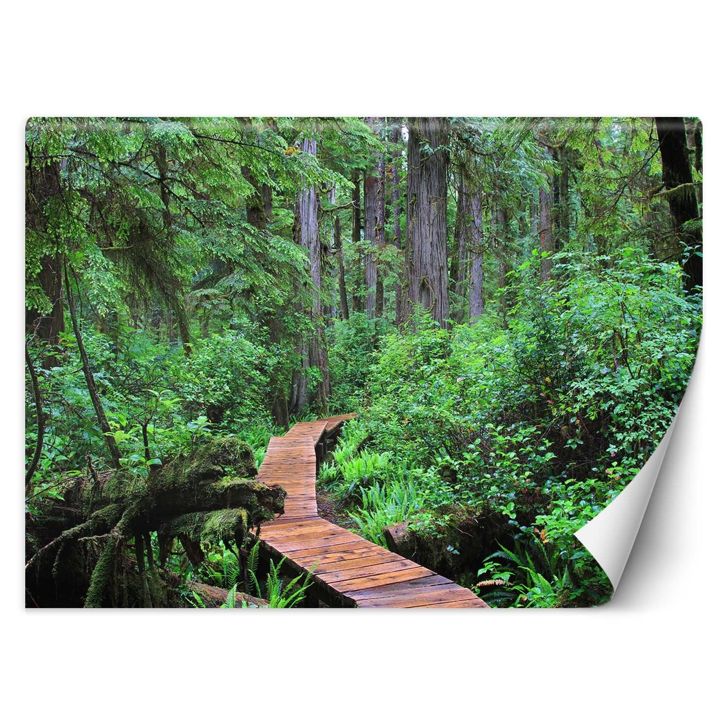 Fototapeta, Kładka w lesie 100x70