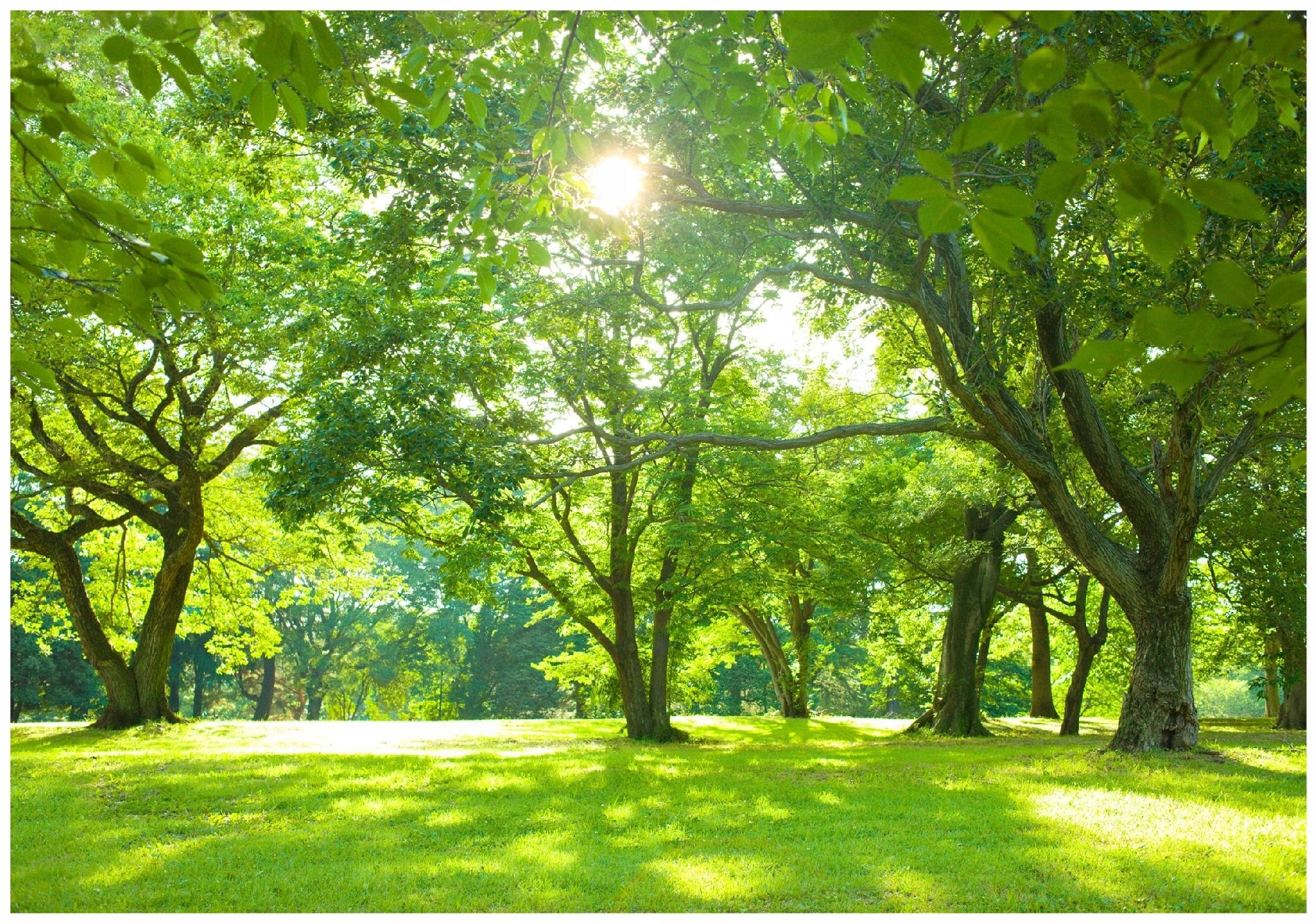 Fototapeta Las Drzewa Ogród Natura Zielony 400x280 cm Tapeta Do Sypialni Salonu Kuchni Na Flizelinie