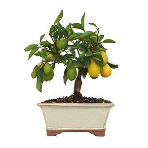 KENTIS - Bonsái De Juniperus Chinensis Kishu - Enebro - Plantas Reales Para Exterior Balcon Terraza Maceta De Ceramica 10 Cm 96944425