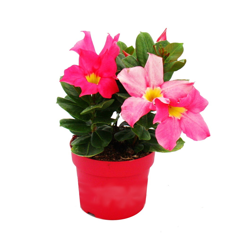 Dipladenia - Gelsomino del Cile - vaso da 10 cm - set di 3 piante - mix di colori - 2