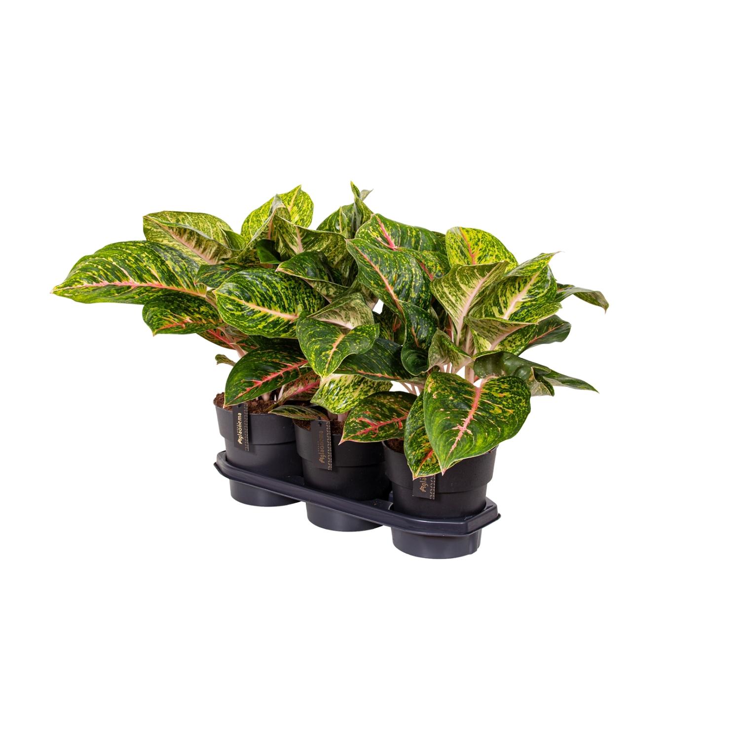 Aglaonema Spring Red - Ø19cm - Wysokość 60cm