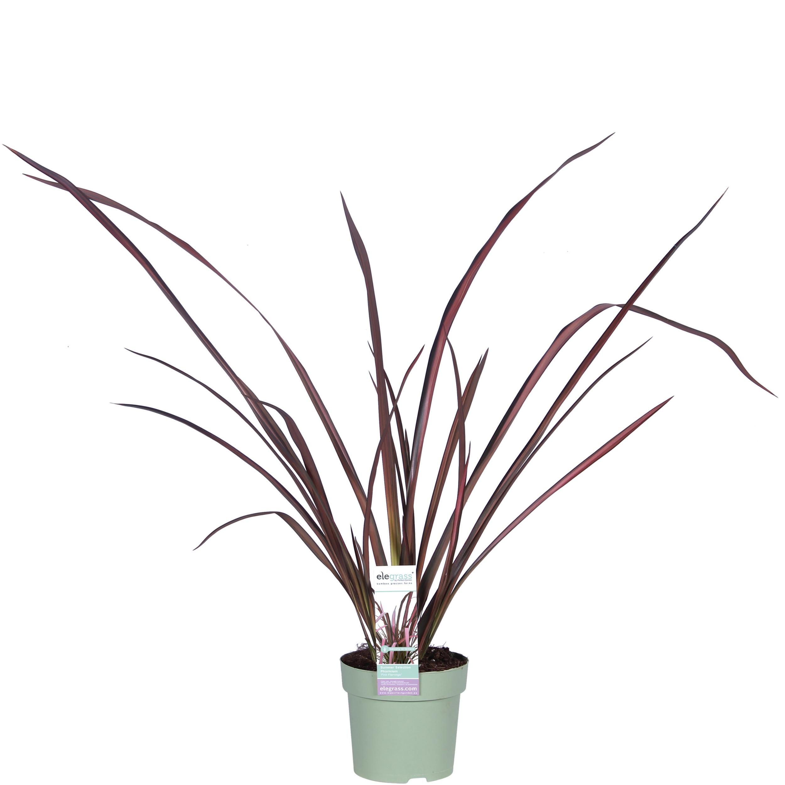 Phormium 'Pink Flamingo' - Kolorowy krzew architektoniczny - 14cm - 50cm