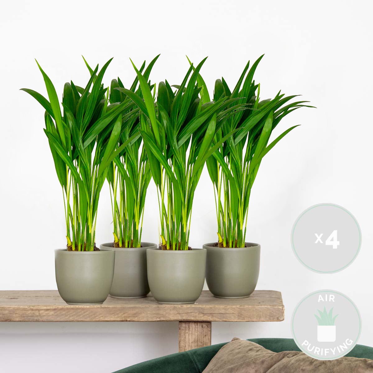 Lot de 4 - Dypsis Lutescens - Palmier Areca - Plantes d’intérieur - H. 20-30 cm - P. 10,5 cm - 2