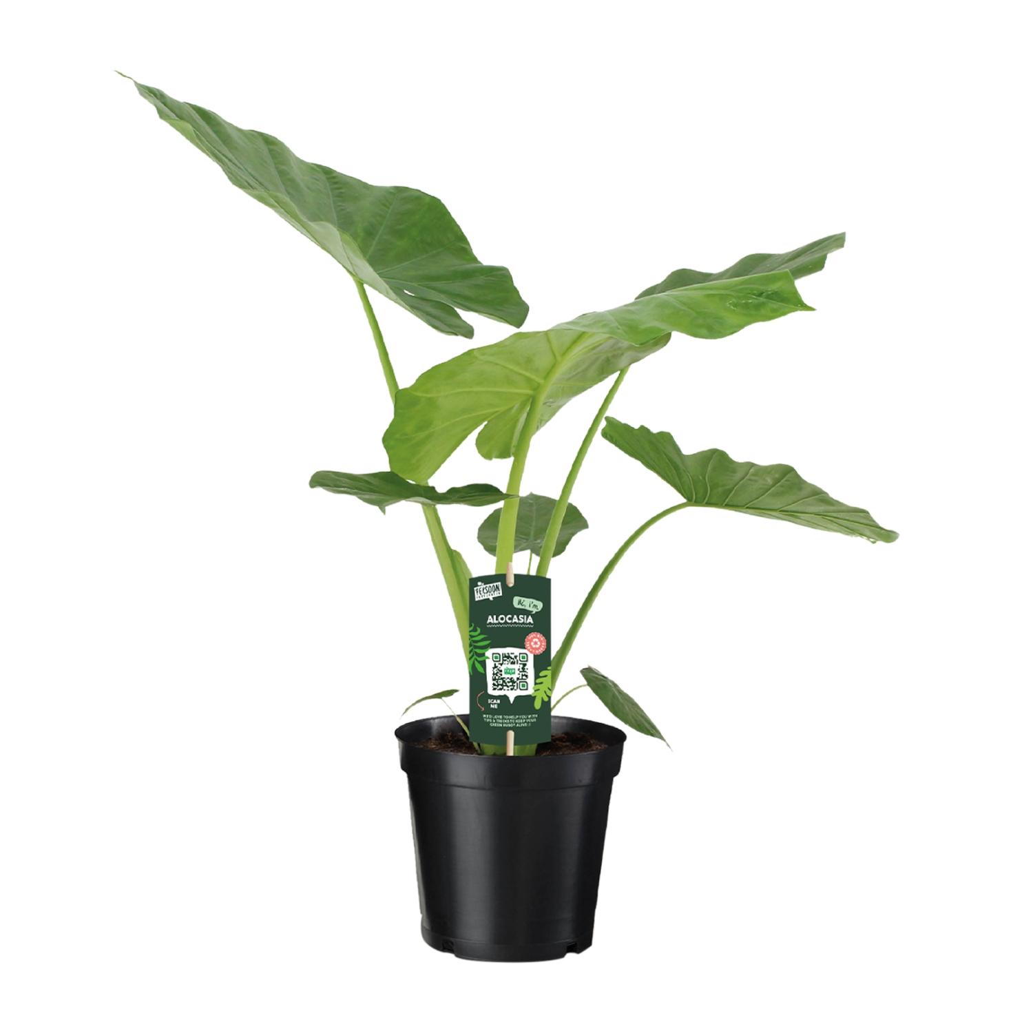 Alocasia Macrorrhiza - Doniczka 19 cm - Wysokość 70 cm - Tropikalna roślina doniczkowa
