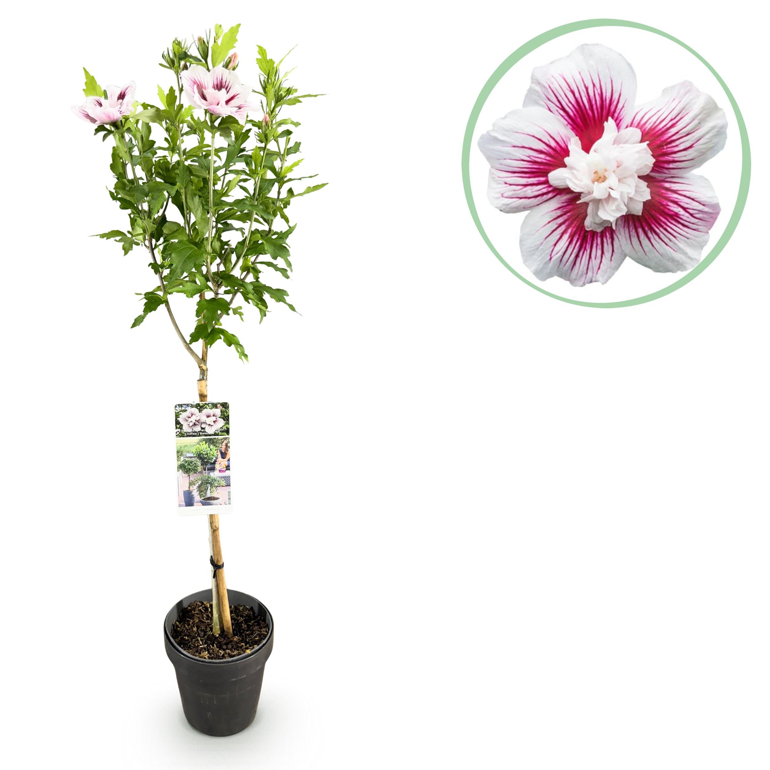 Green boutiQ – Hibiscus syriacus Starburst Chiffon® 90 cm – Roślina na pniu, tarasowa, liściasta, odporna na zimę, kwiaty biało-różowe, doniczka 19 cm