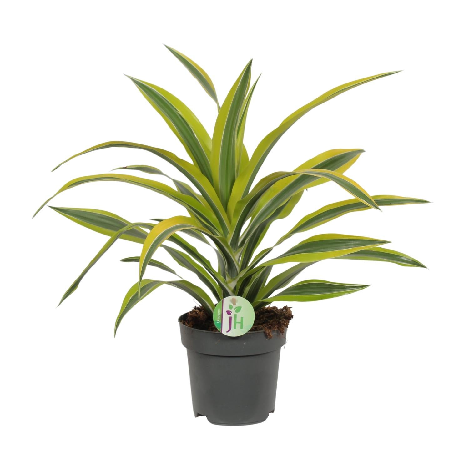 Dracaena Fragrans Lemon Lime - Roślina doniczkowa - Doniczka Ø17 cm - Wysokość 40 cm