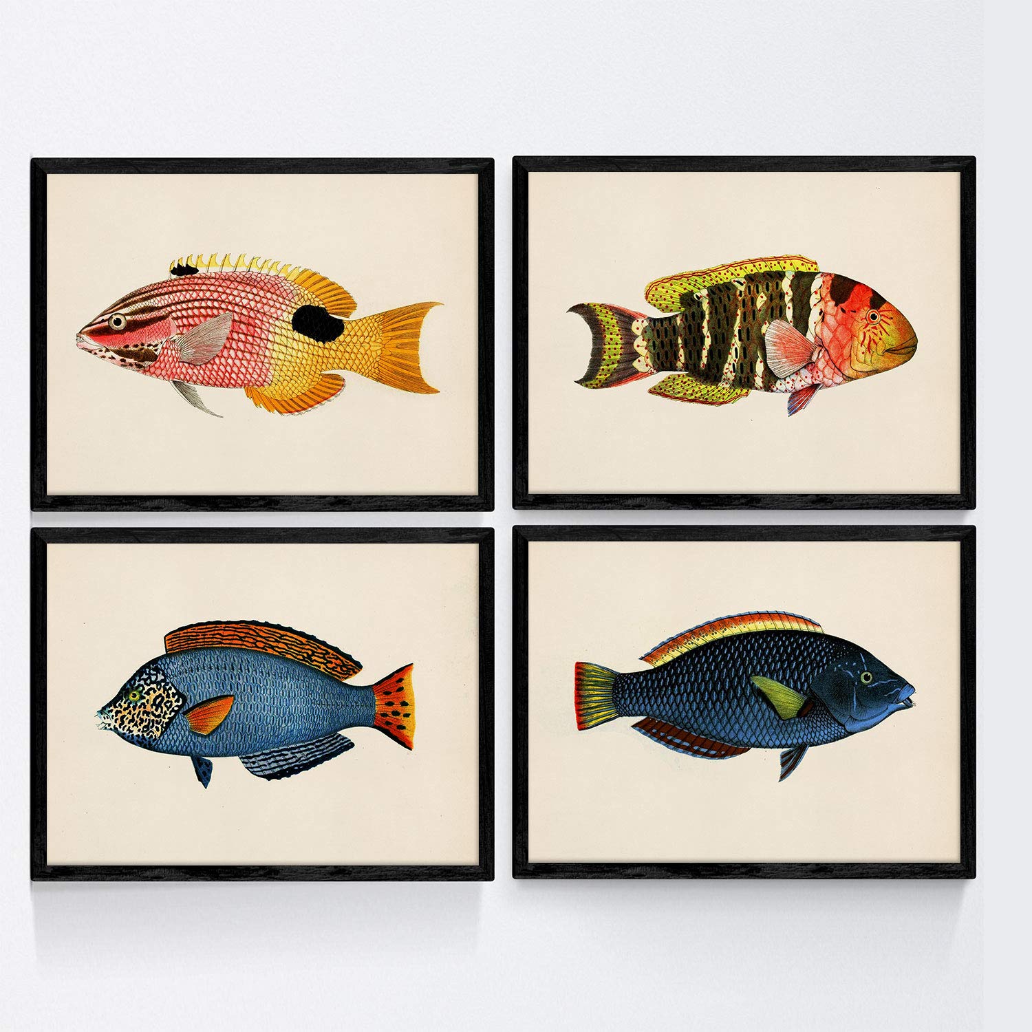 Set de 4 láminas con pez colorido efecto vintage tono azul, amarillo. composicion de 4 peces diferentes en , fondo papel vintage. sin marco - a4