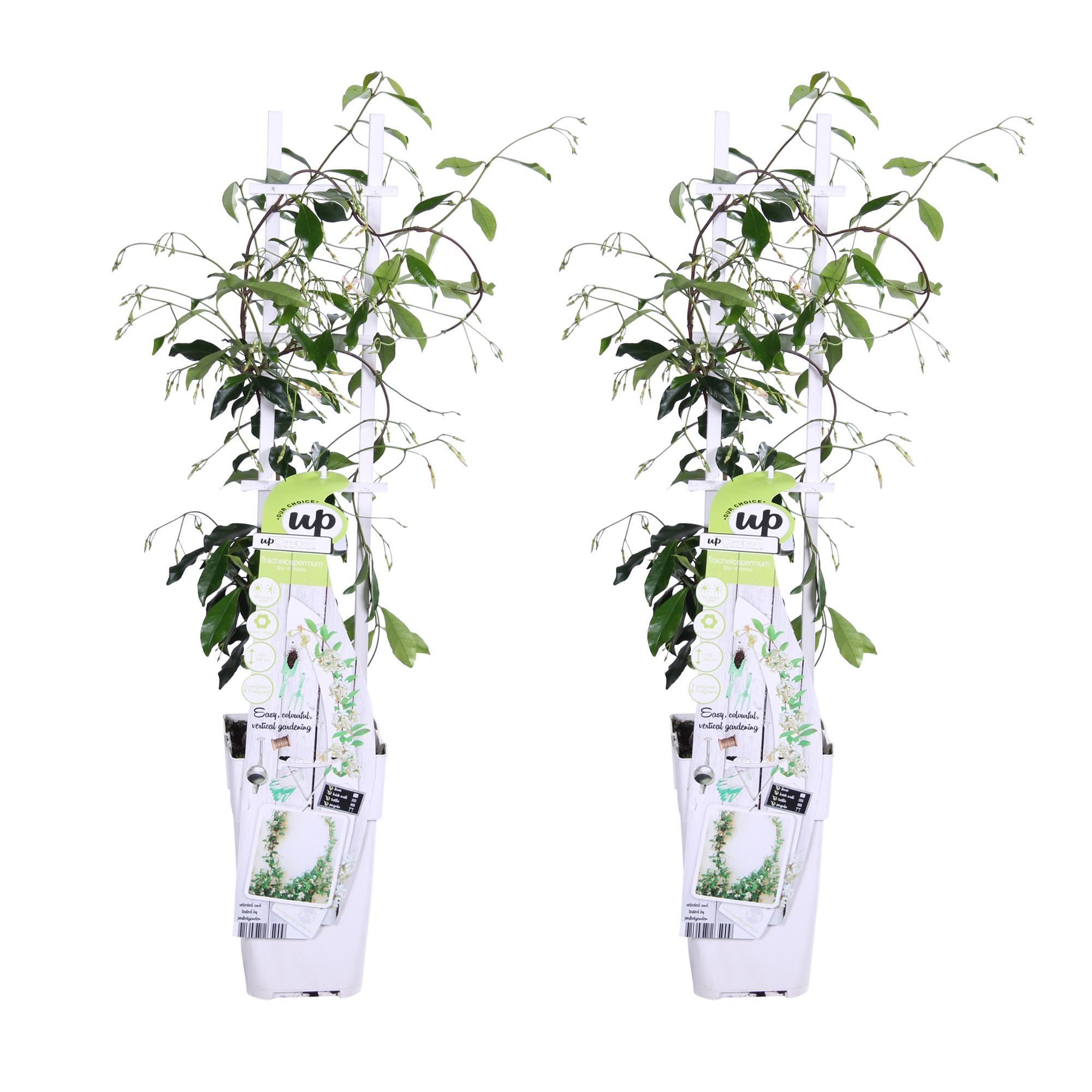 2x Trachelospermum Star of Venice H65cm – Jaśmin gwiaździsty pachnący