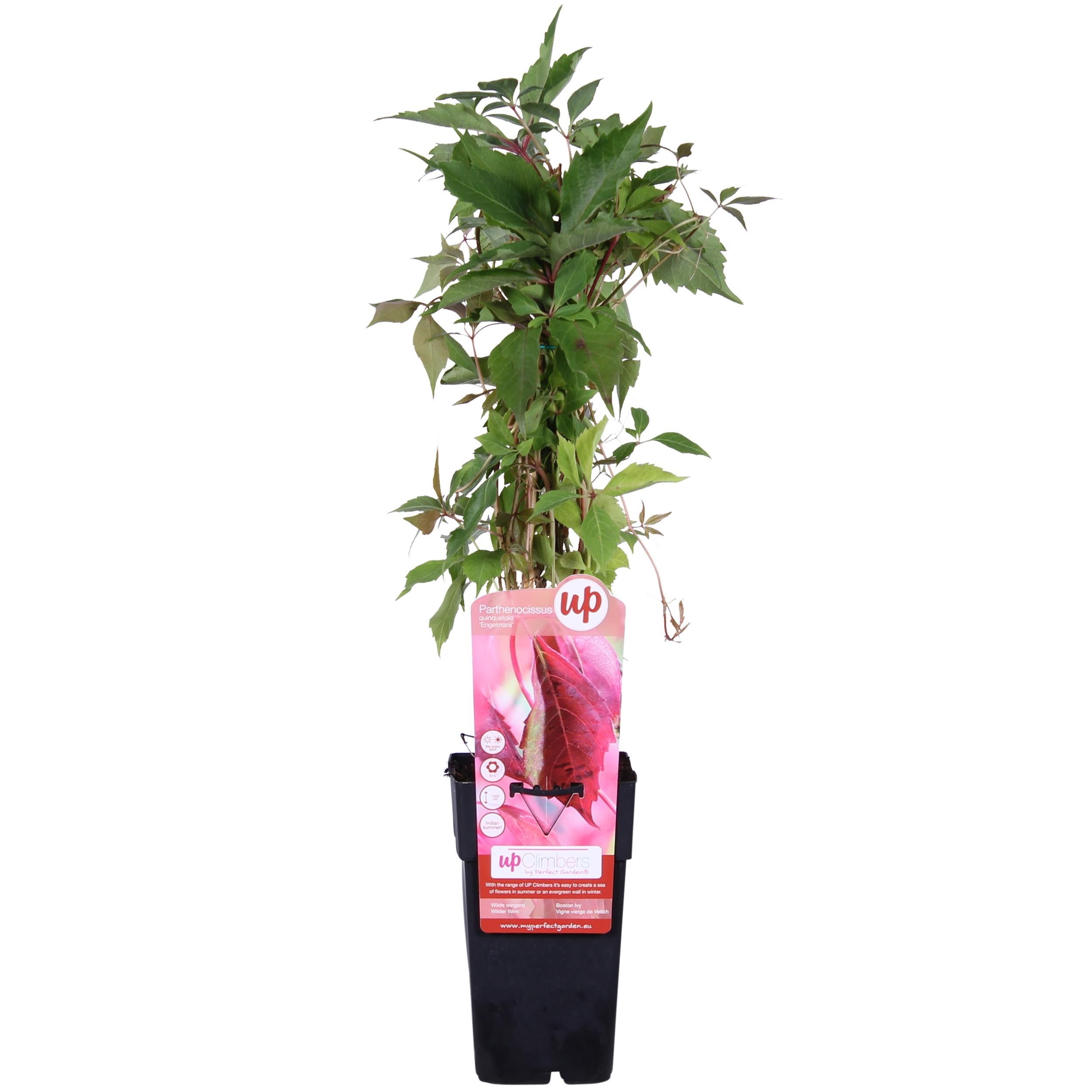 Parthenocissus 'Engelmannii' - Dzika winorośl pnąca - 15cm - 65cm