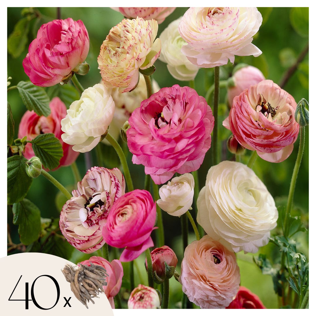 Magenta Ranunculus Gladioli Bulbi Asiaticus Del Ranunculus O Fiori Persiani Del Ranuncolo ...