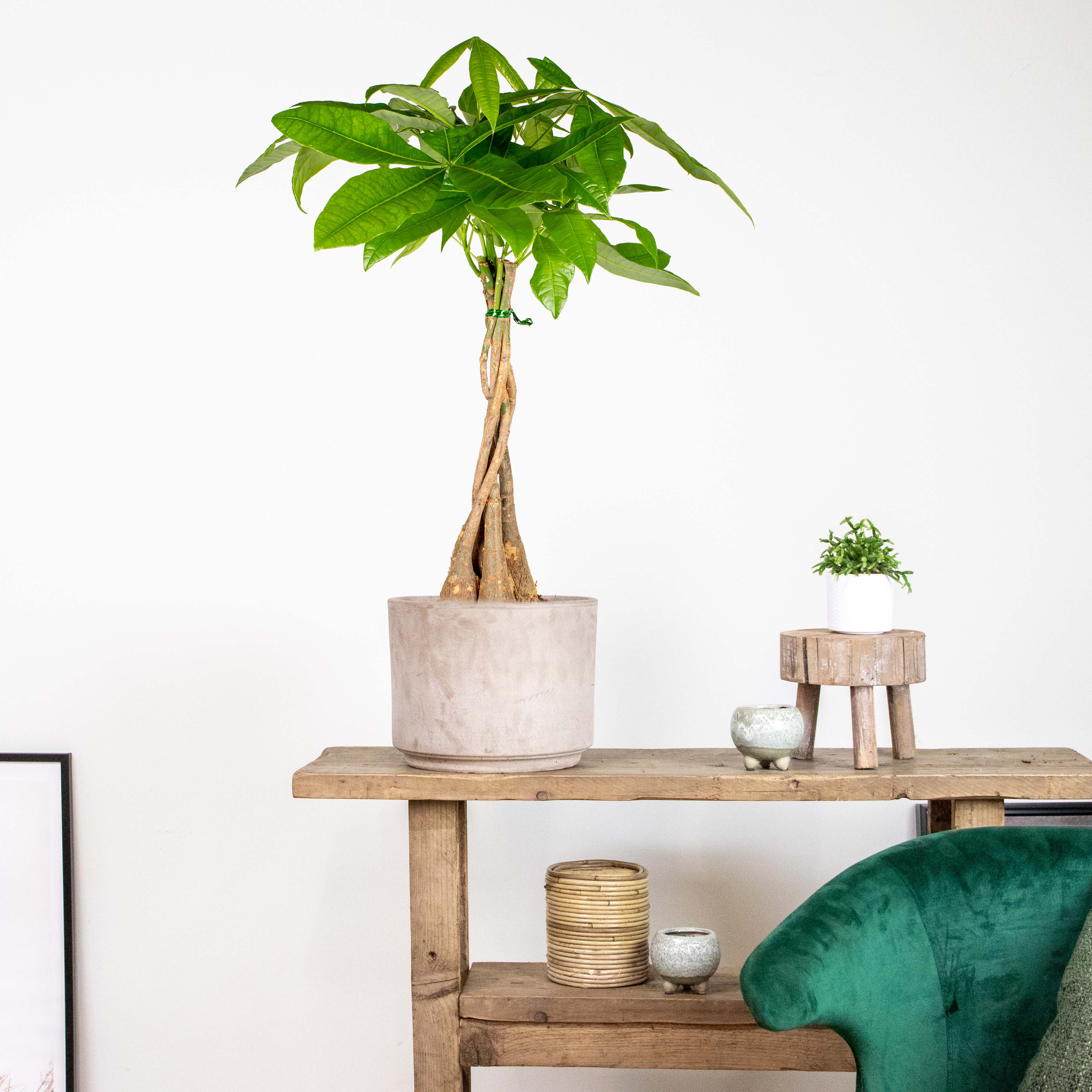 Pachira Aquatica - Arbre à monnaie - Cacaoyer d’eau - Plantes d’intérieur - H. 60-70 cm - P. 17 cm - 4